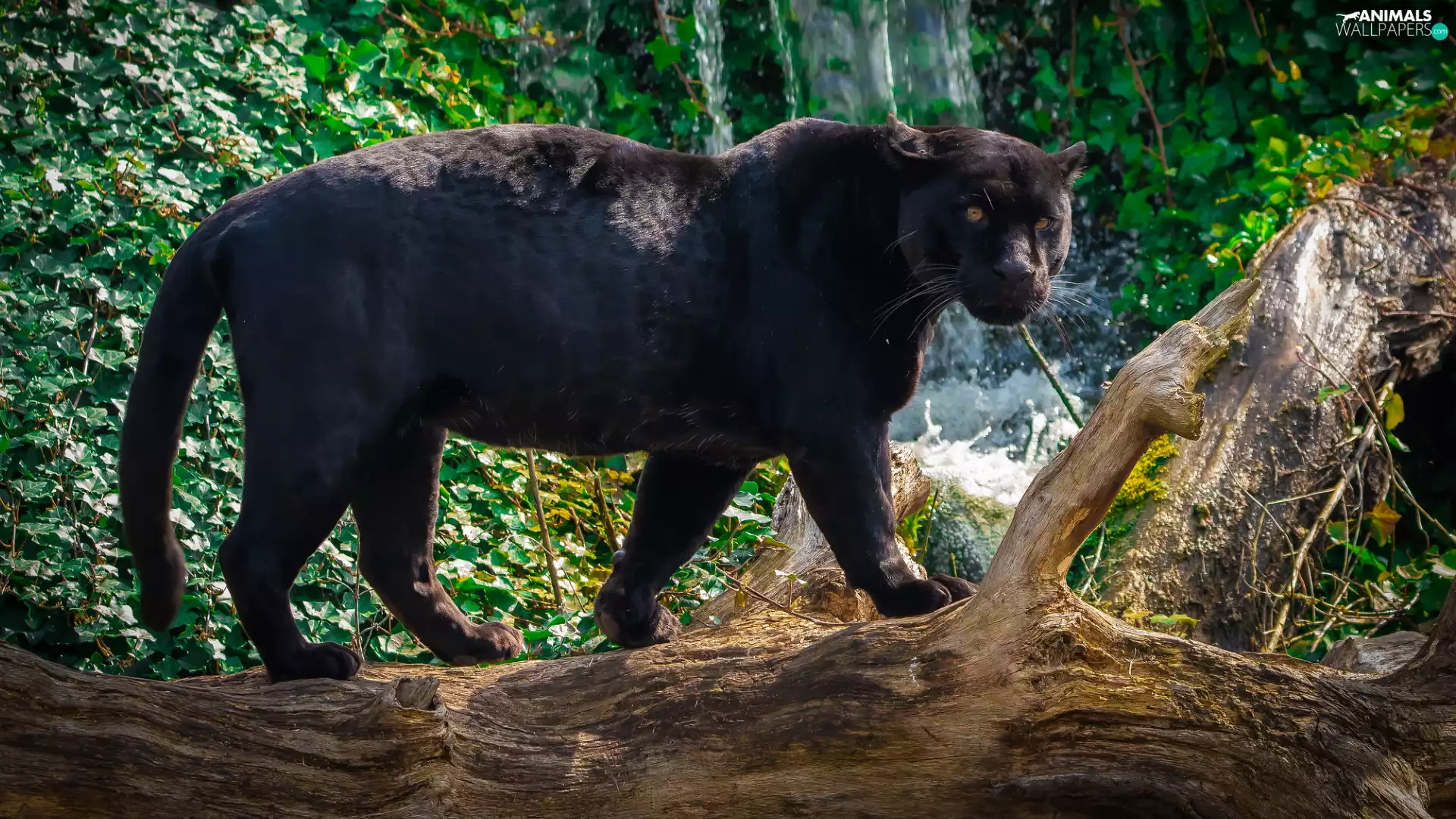 Black Panther, Lod on the beach