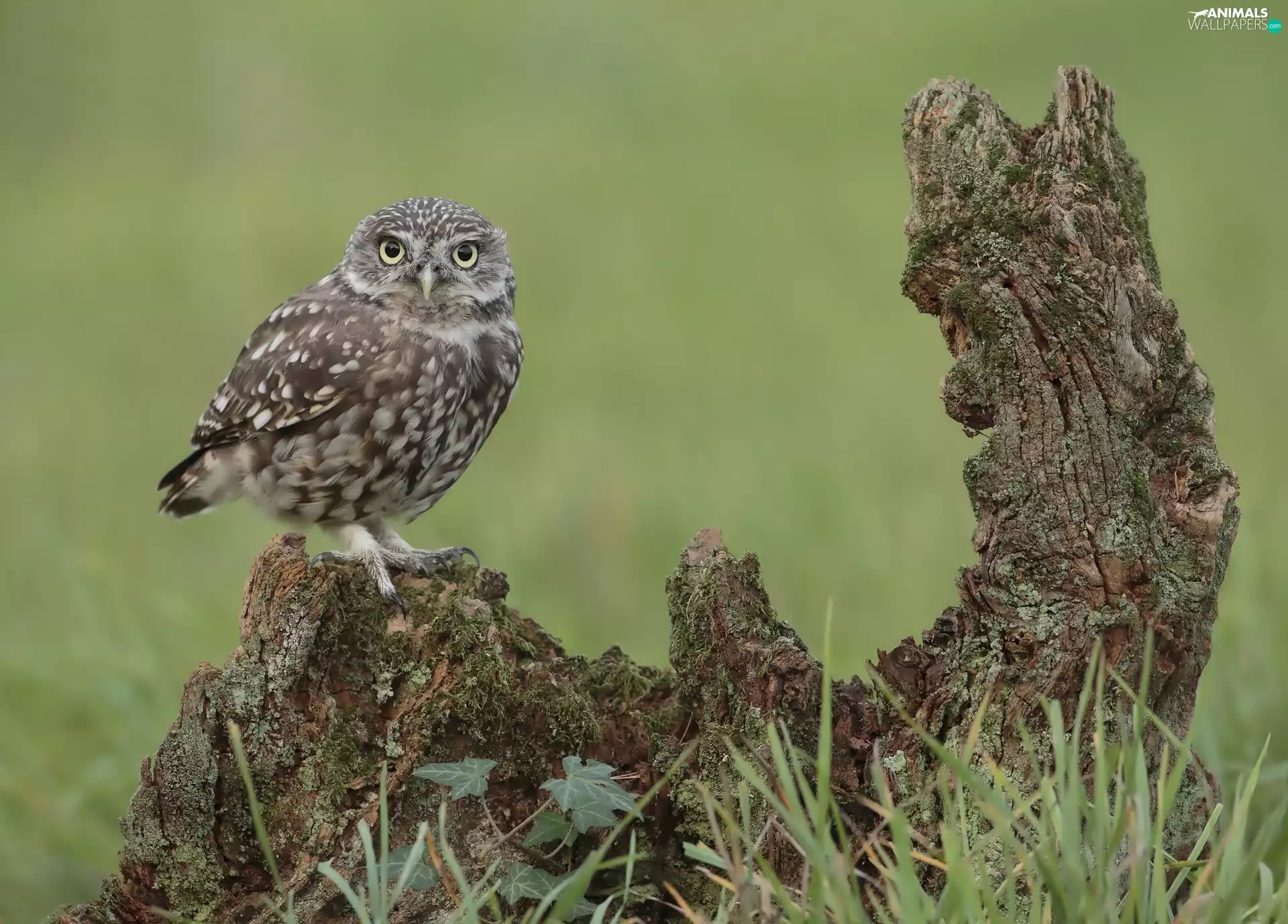 Burrowing Owl, Lod on the beach