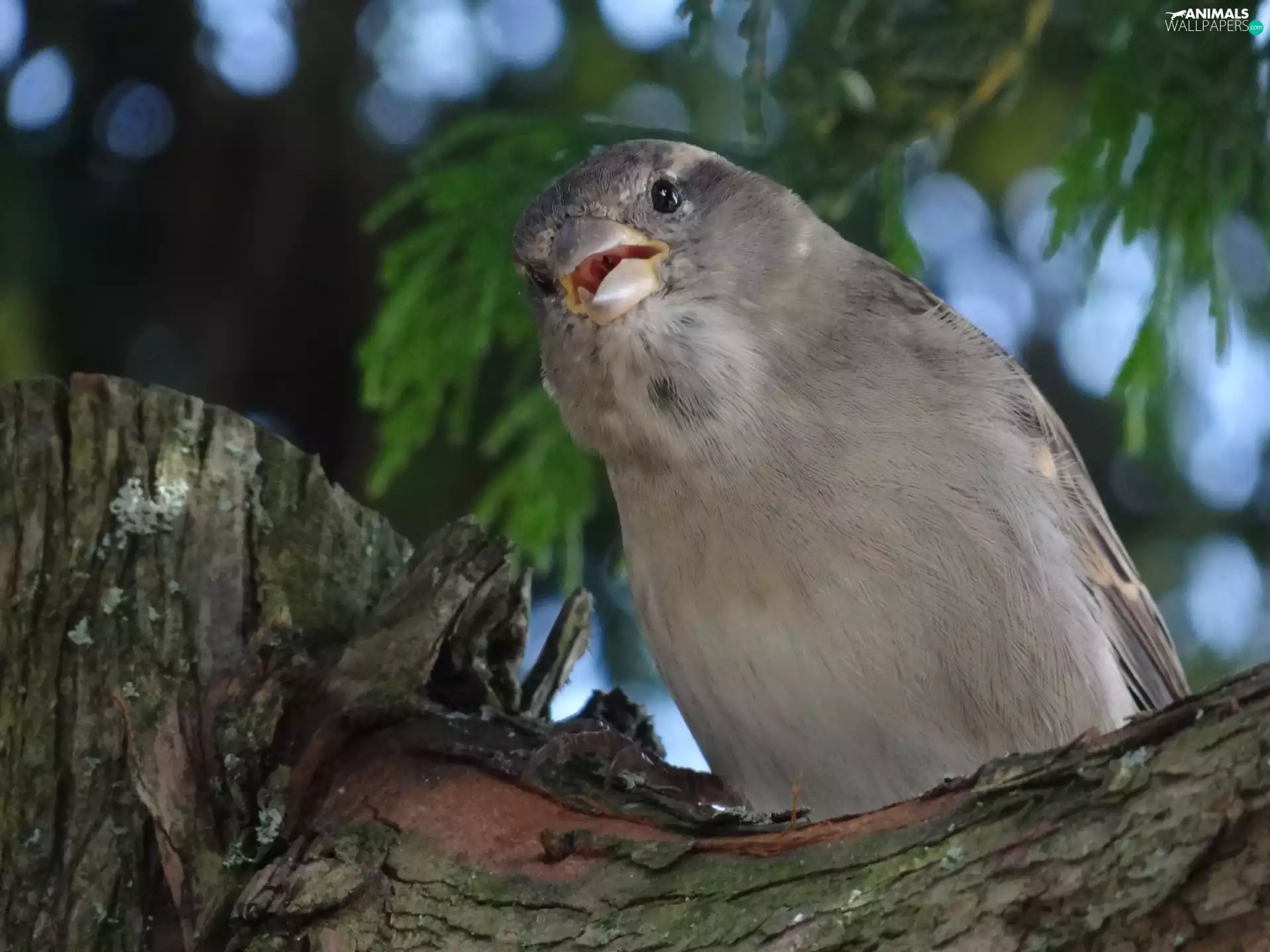 cork, Sparrow, Lod on the beach