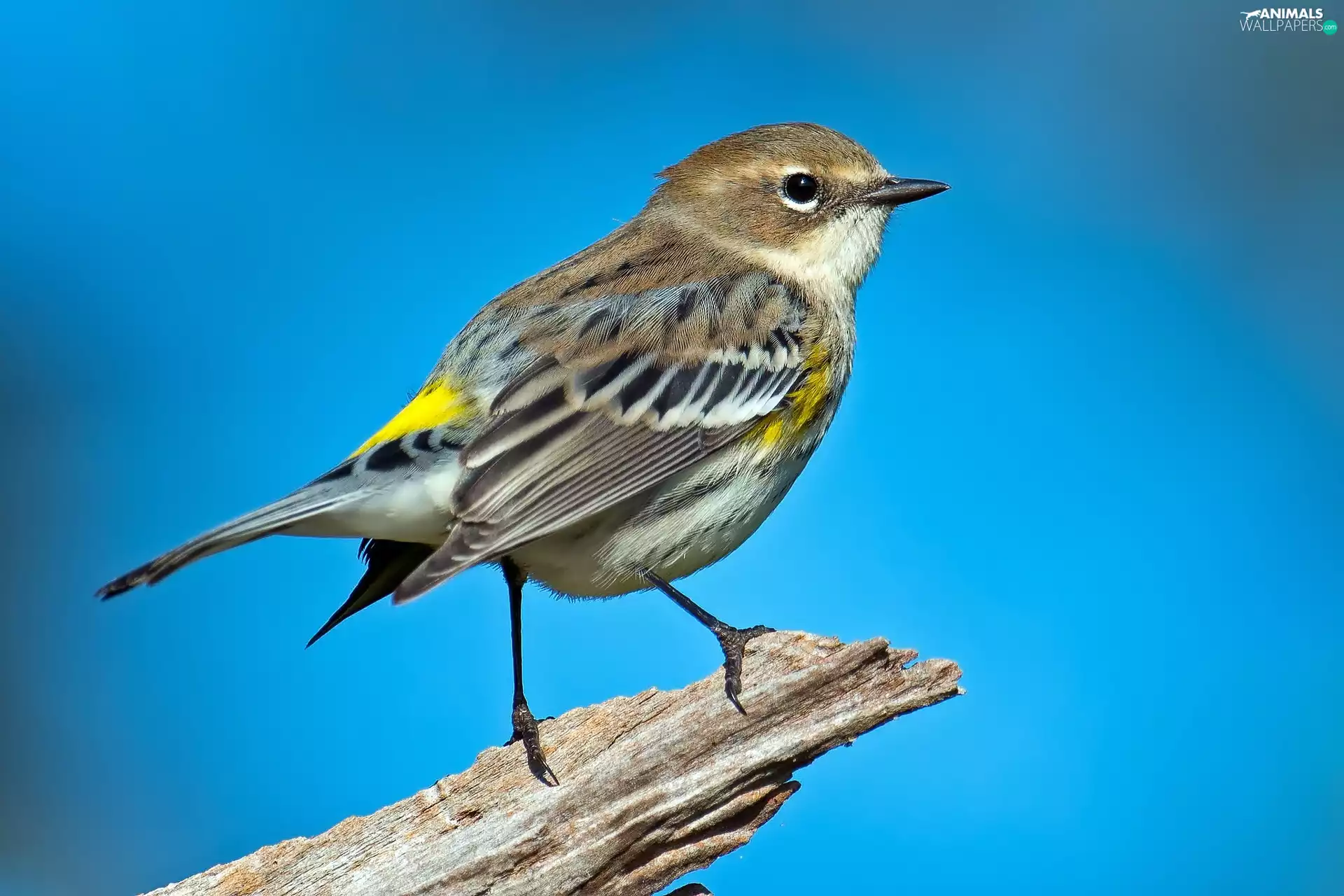 Do, siskin, Lod on the beach