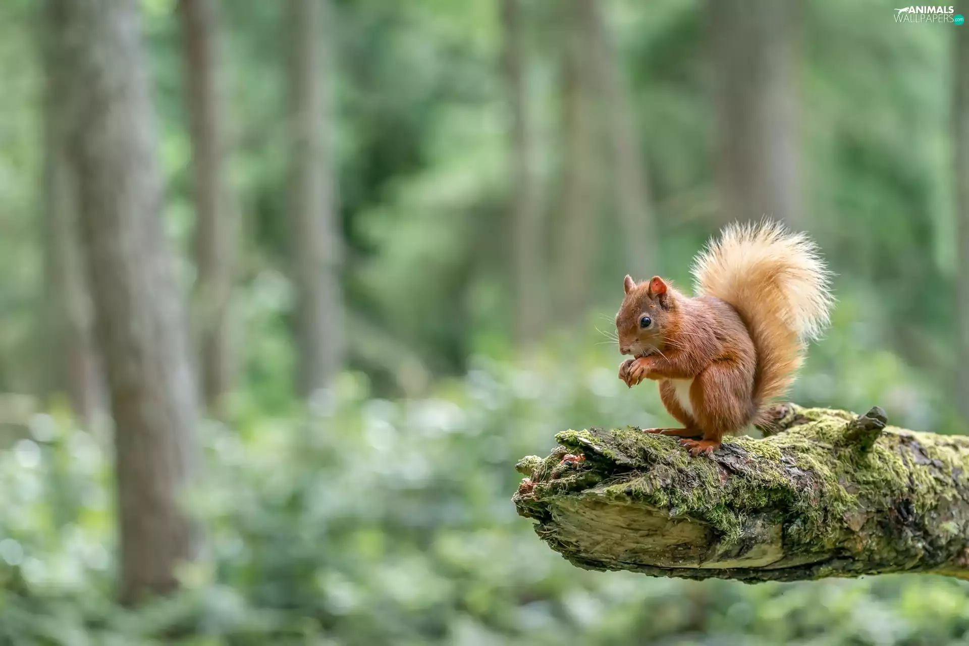 forest, squirrel, Lod on the beach