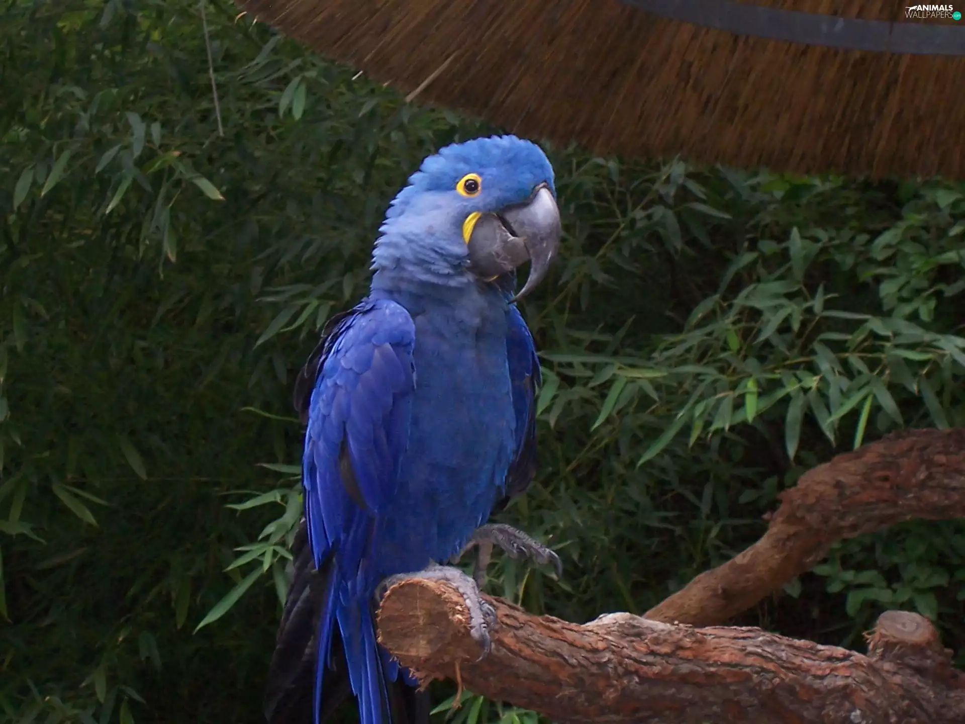 Hyacinth Macaw, Lod on the beach