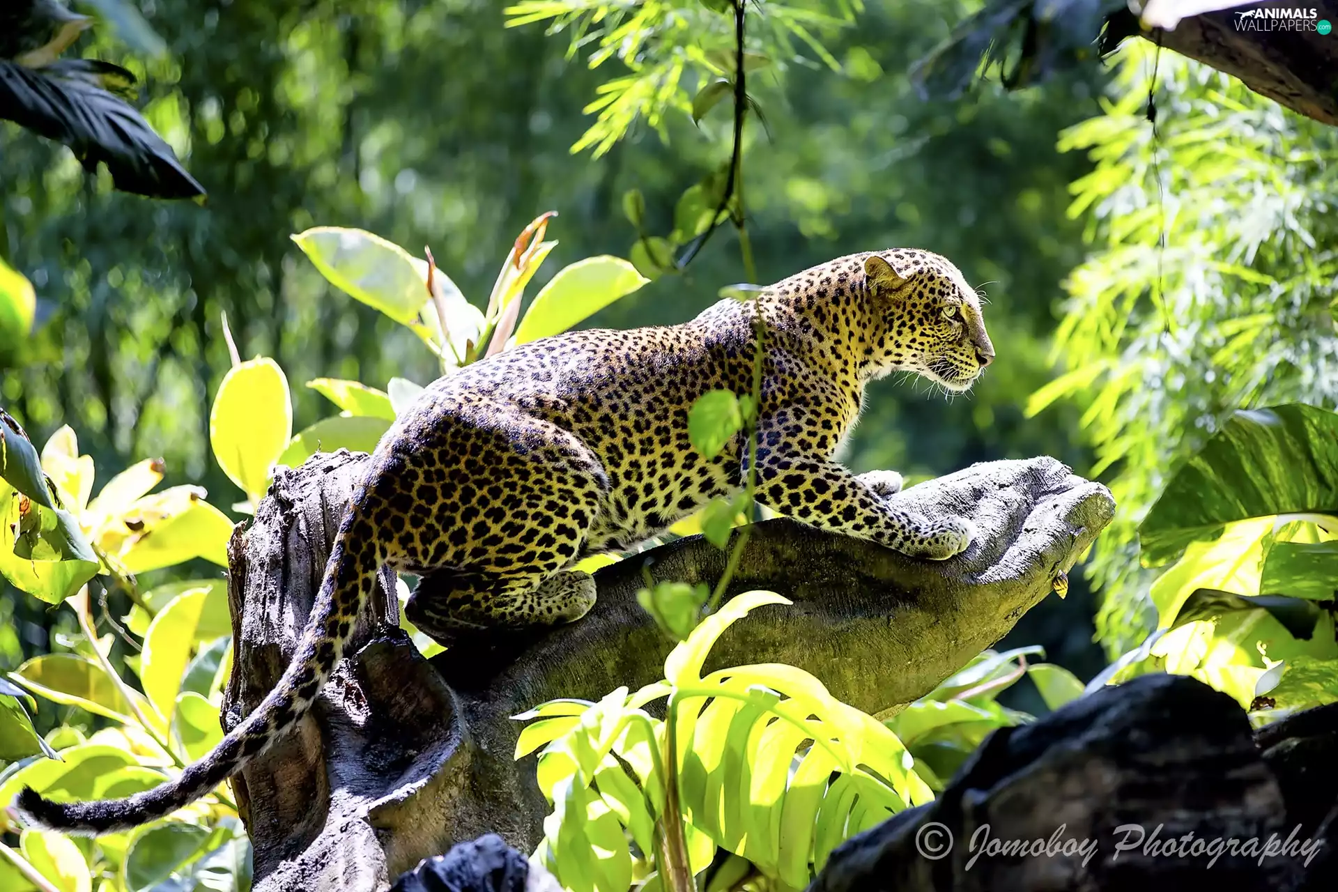 jungle, Leopards, Lod on the beach