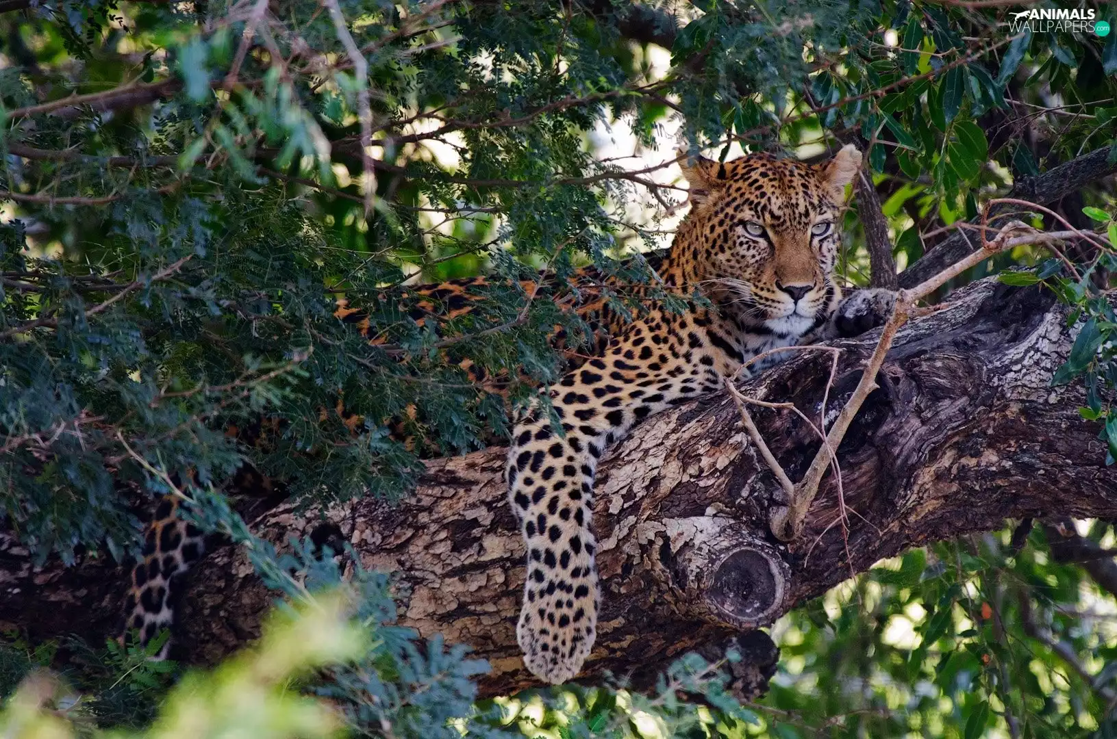 Leaf, Panther, Lod on the beach