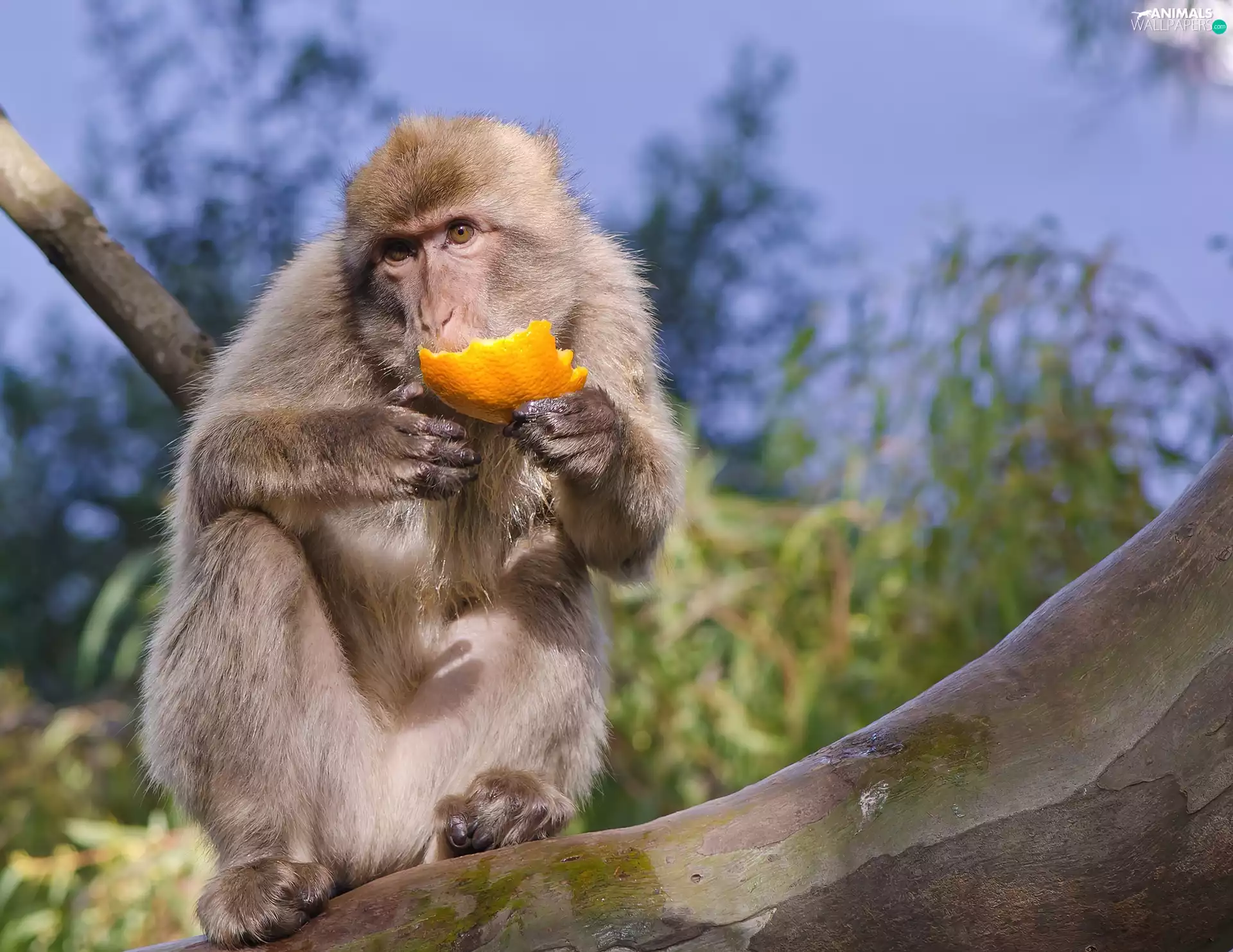 orange, Monkey, Lod on the beach