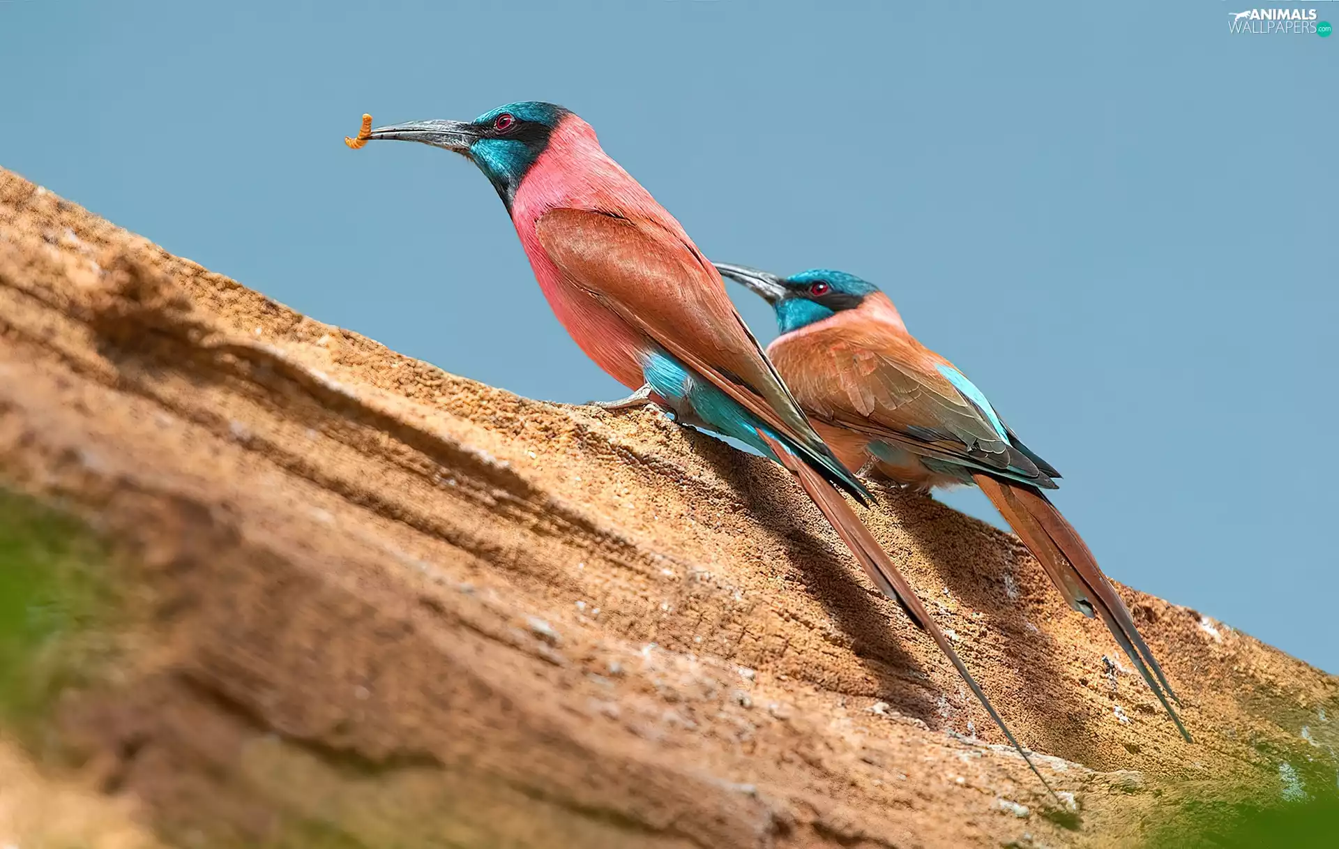 Scarlet-eater, Lod on the beach