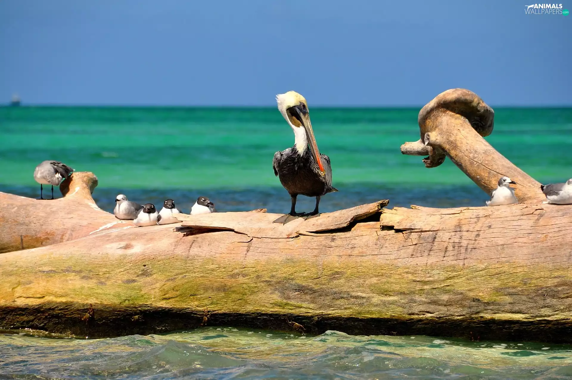 sea, birds, Lod on the beach