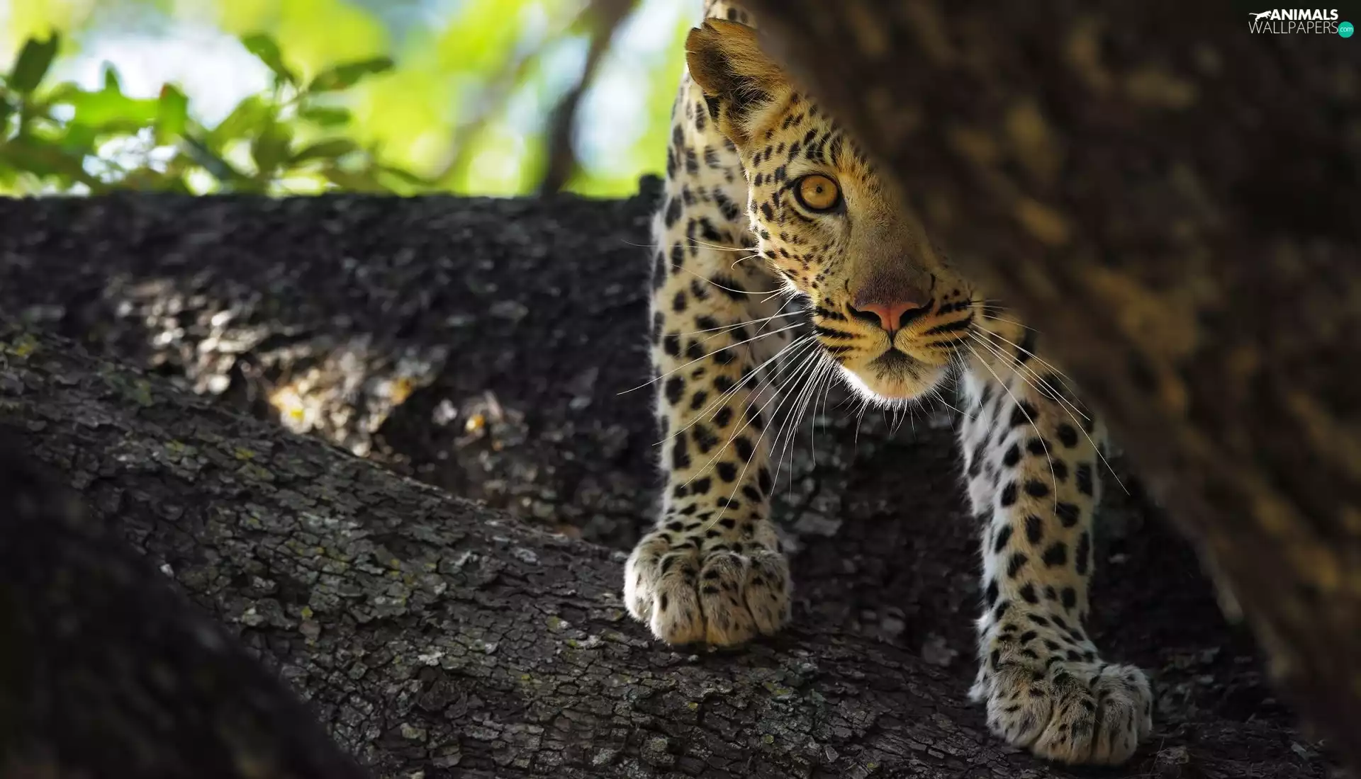 trees, Leopards, Lod on the beach