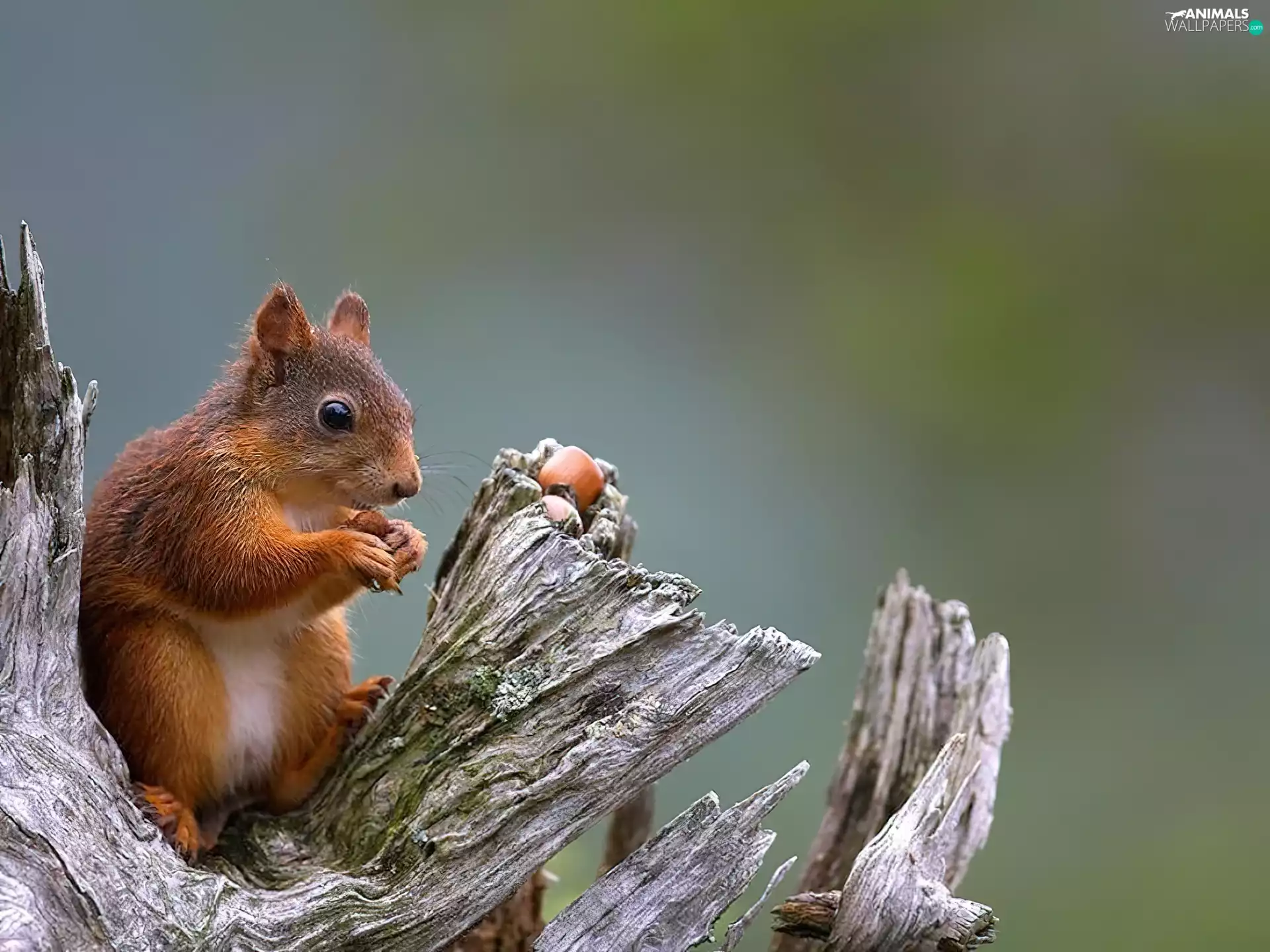 wrestling, squirrel, Lod on the beach