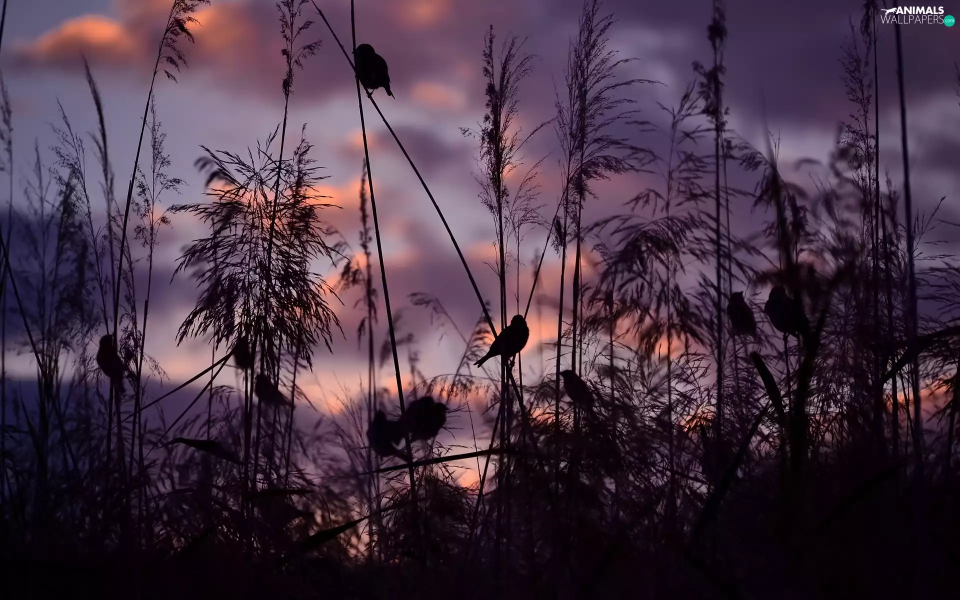 west, grass, Birds on the log, sun