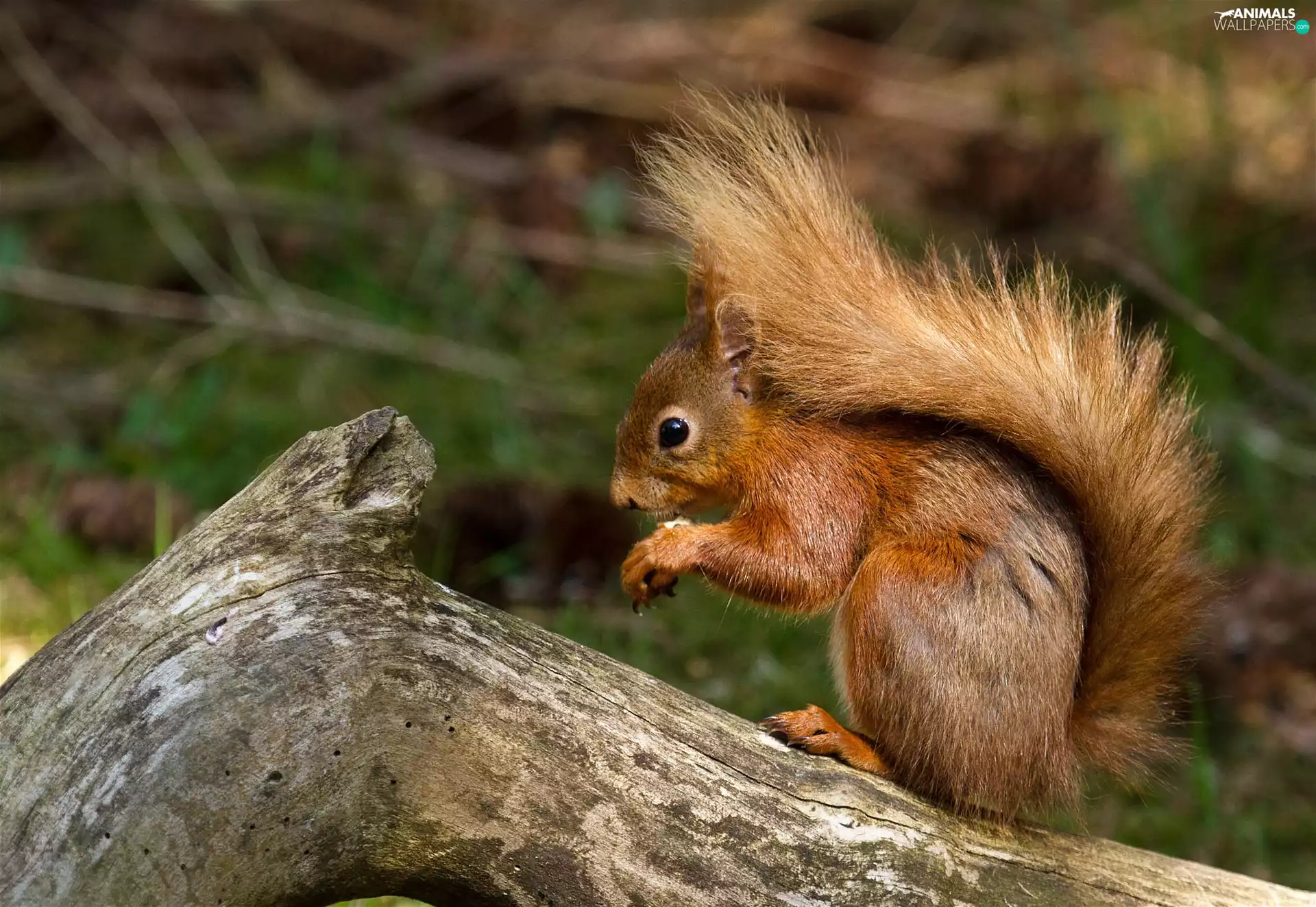 squirrel, crest, Lod on the beach, Ginger