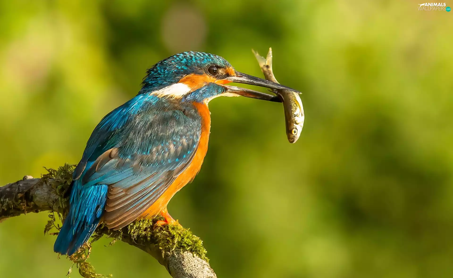 Bird, fish, Lod on the beach, kingfisher