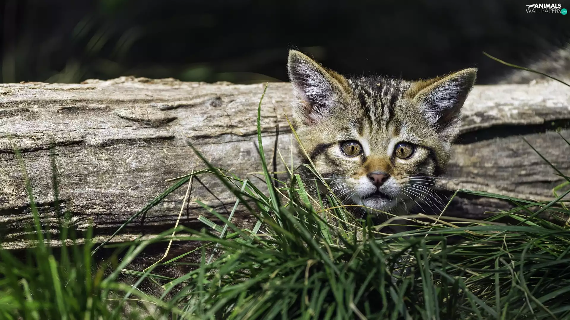 small, grass, Lod on the beach, kitten
