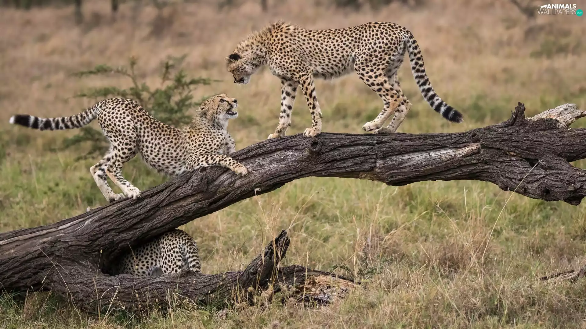Three, trees, Lod on the beach, Cheetah