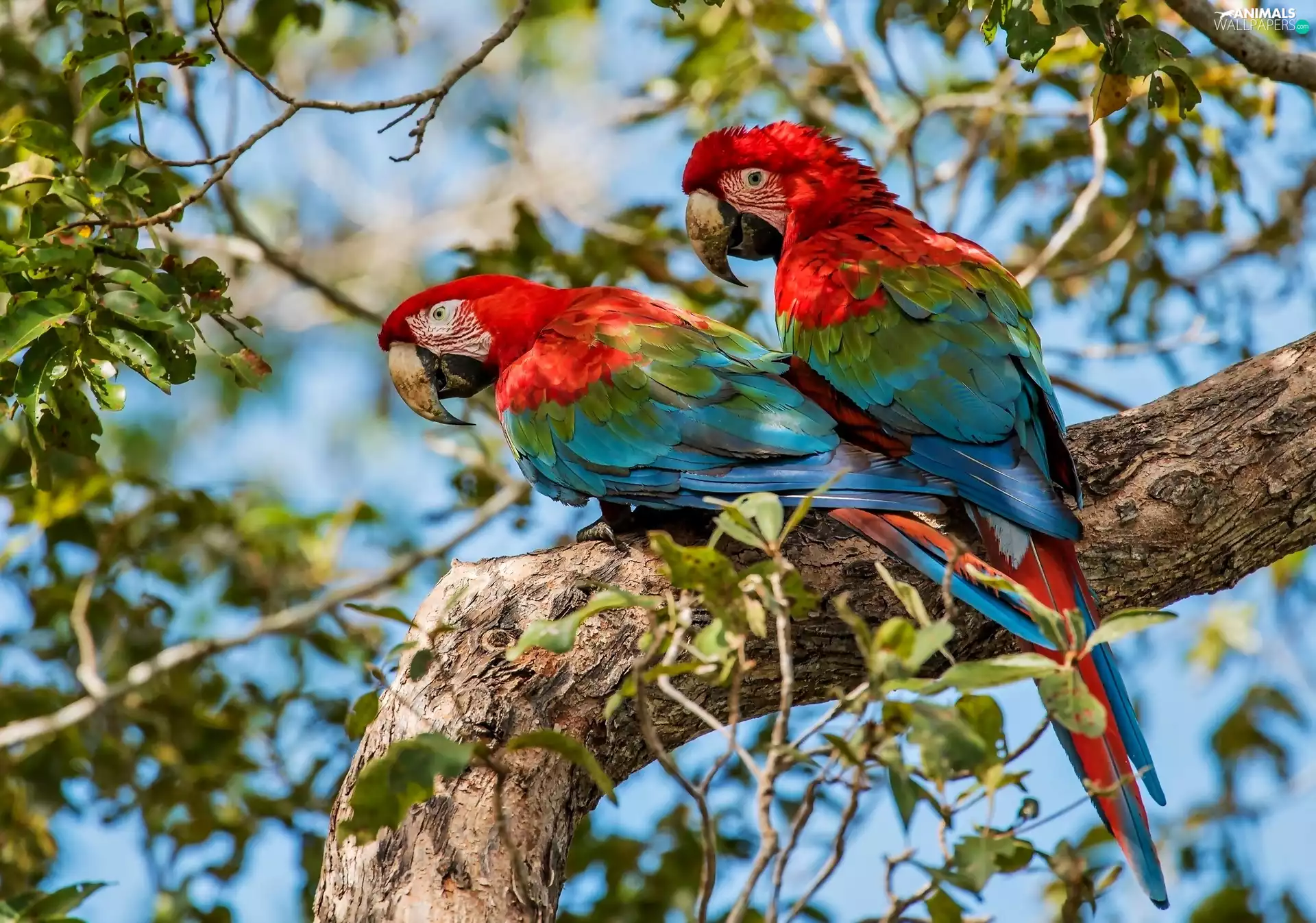 Ary, trees, Lod on the beach, Parrots
