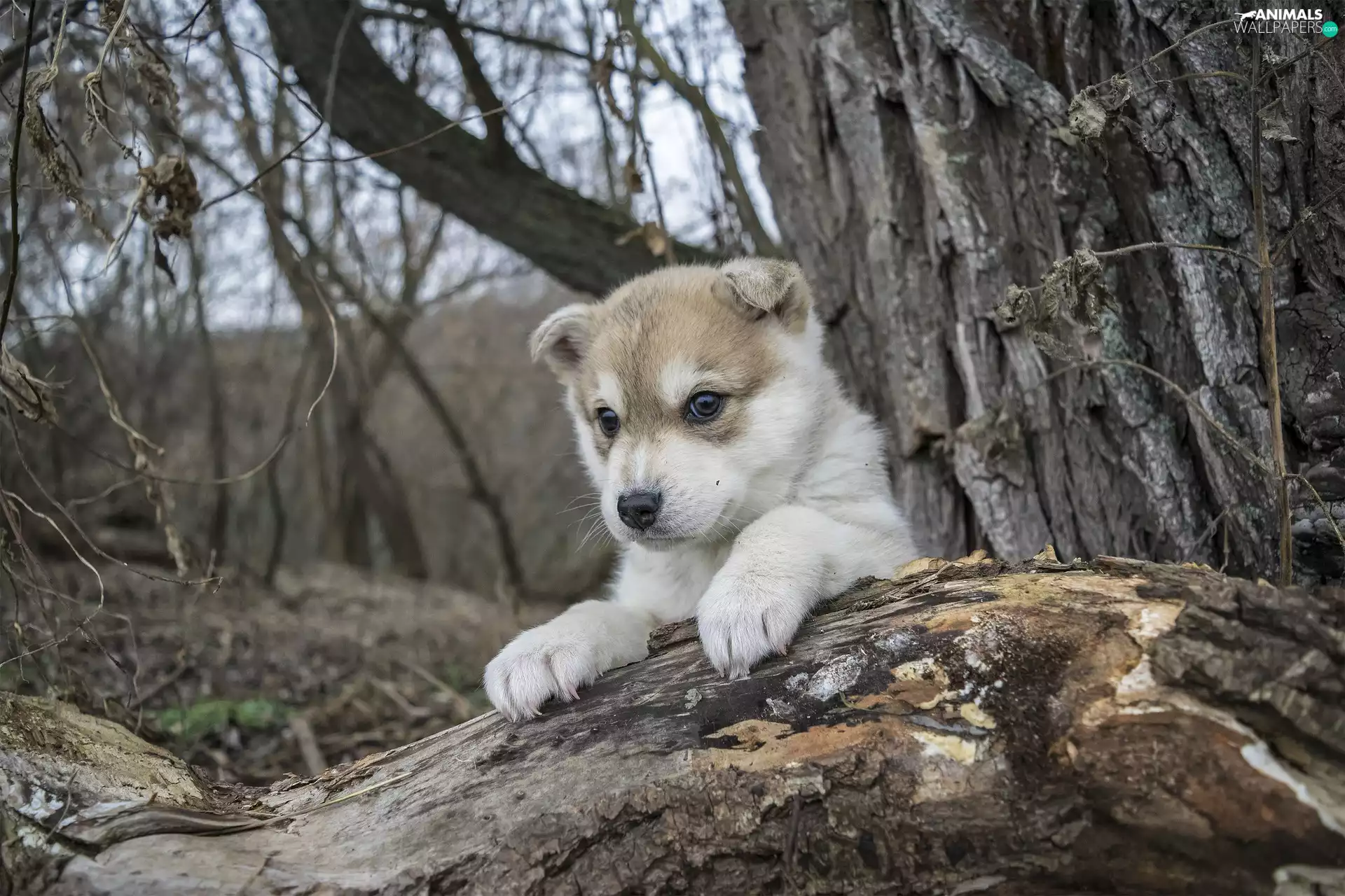 dog, trees, Lod on the beach, Puppy