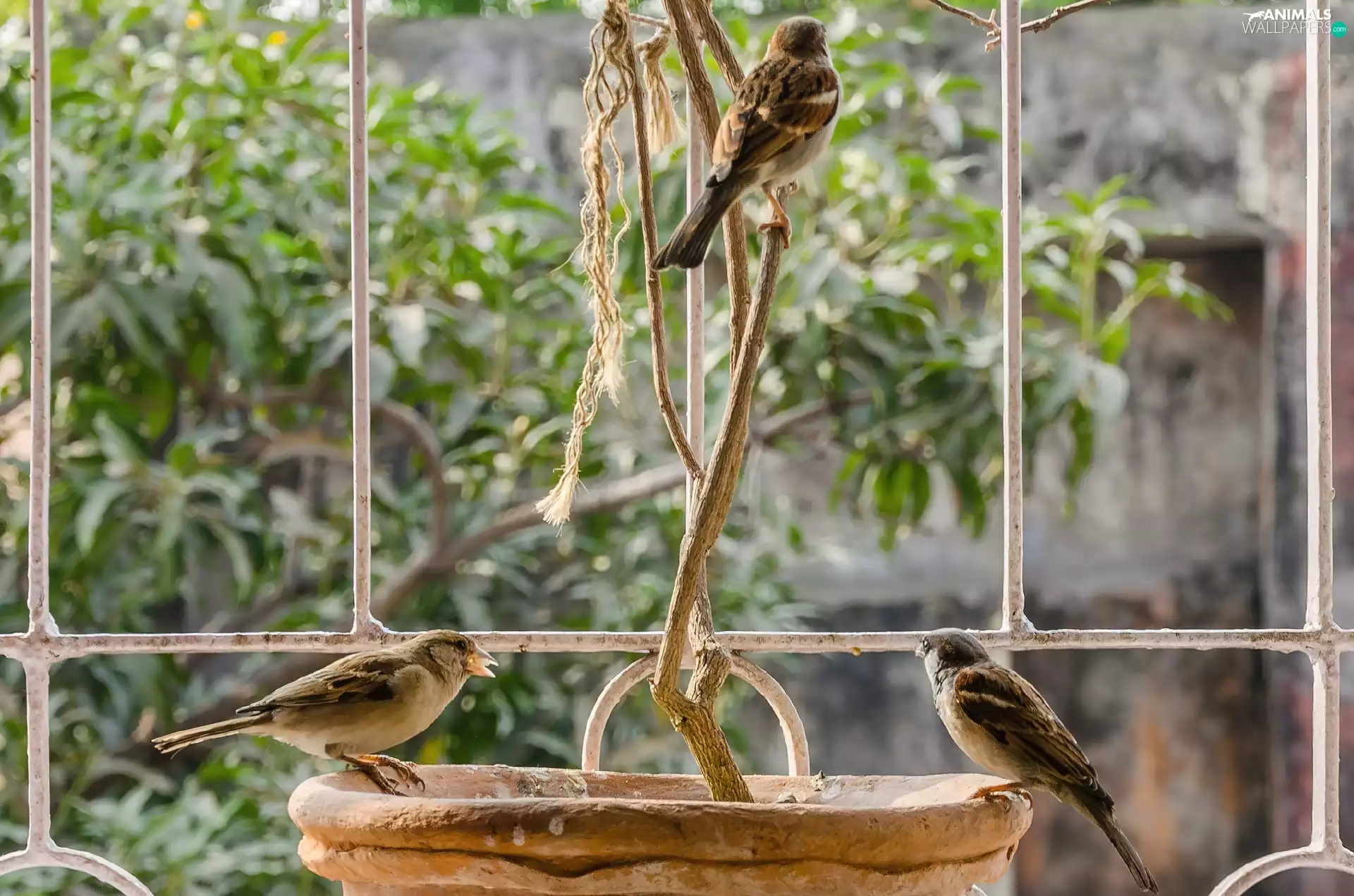 bowl, Three, Birds on the log