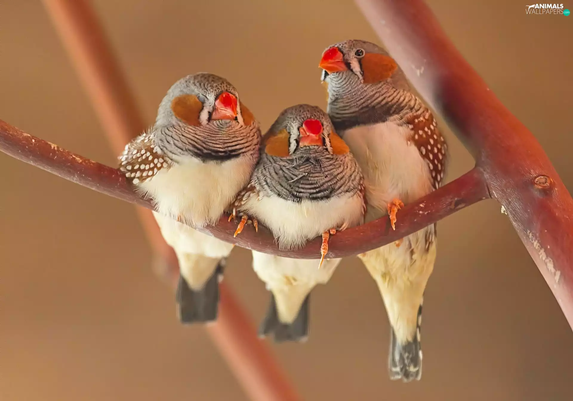 rib, Three, Birds on the log