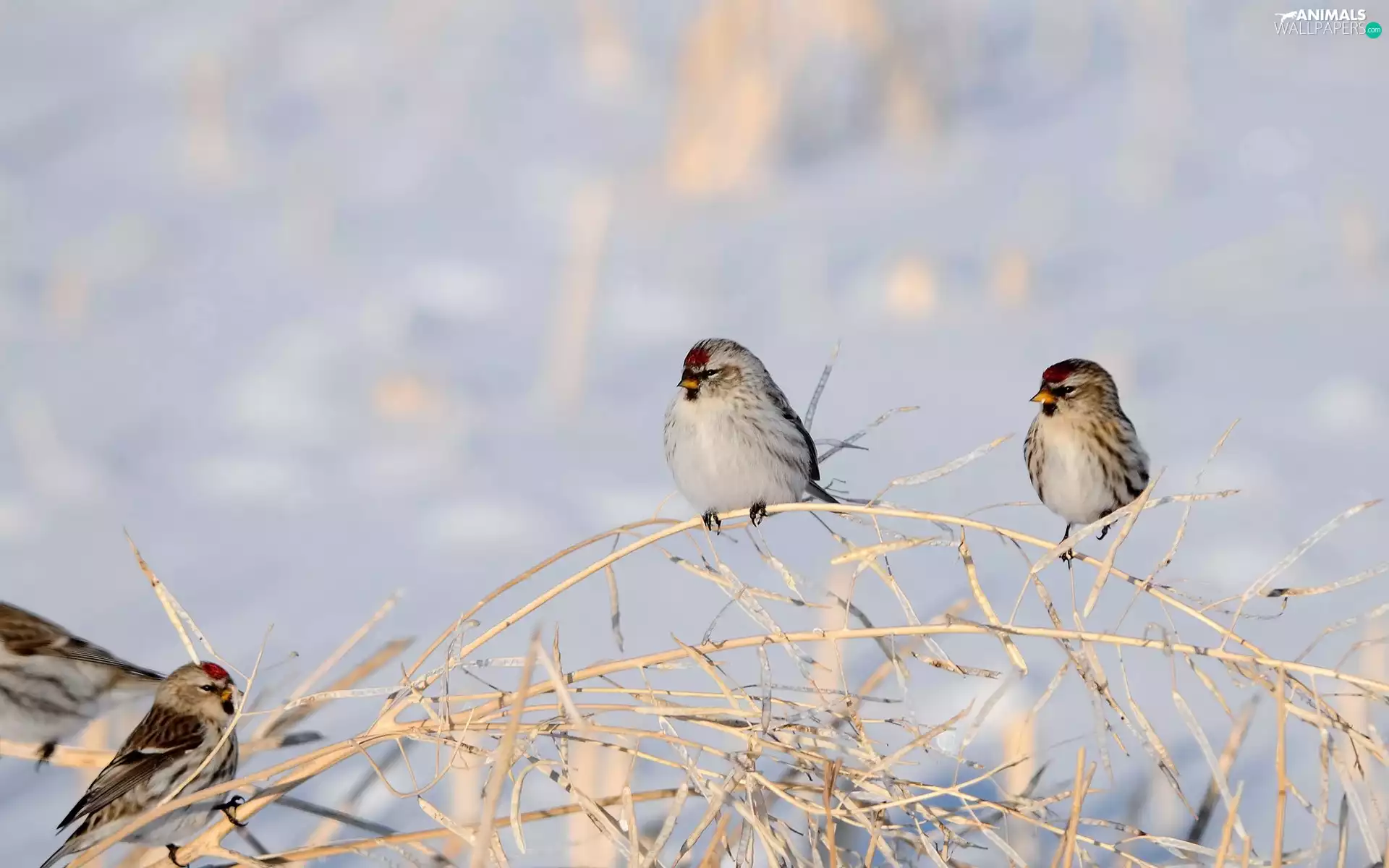 Birds on the log, redpolls