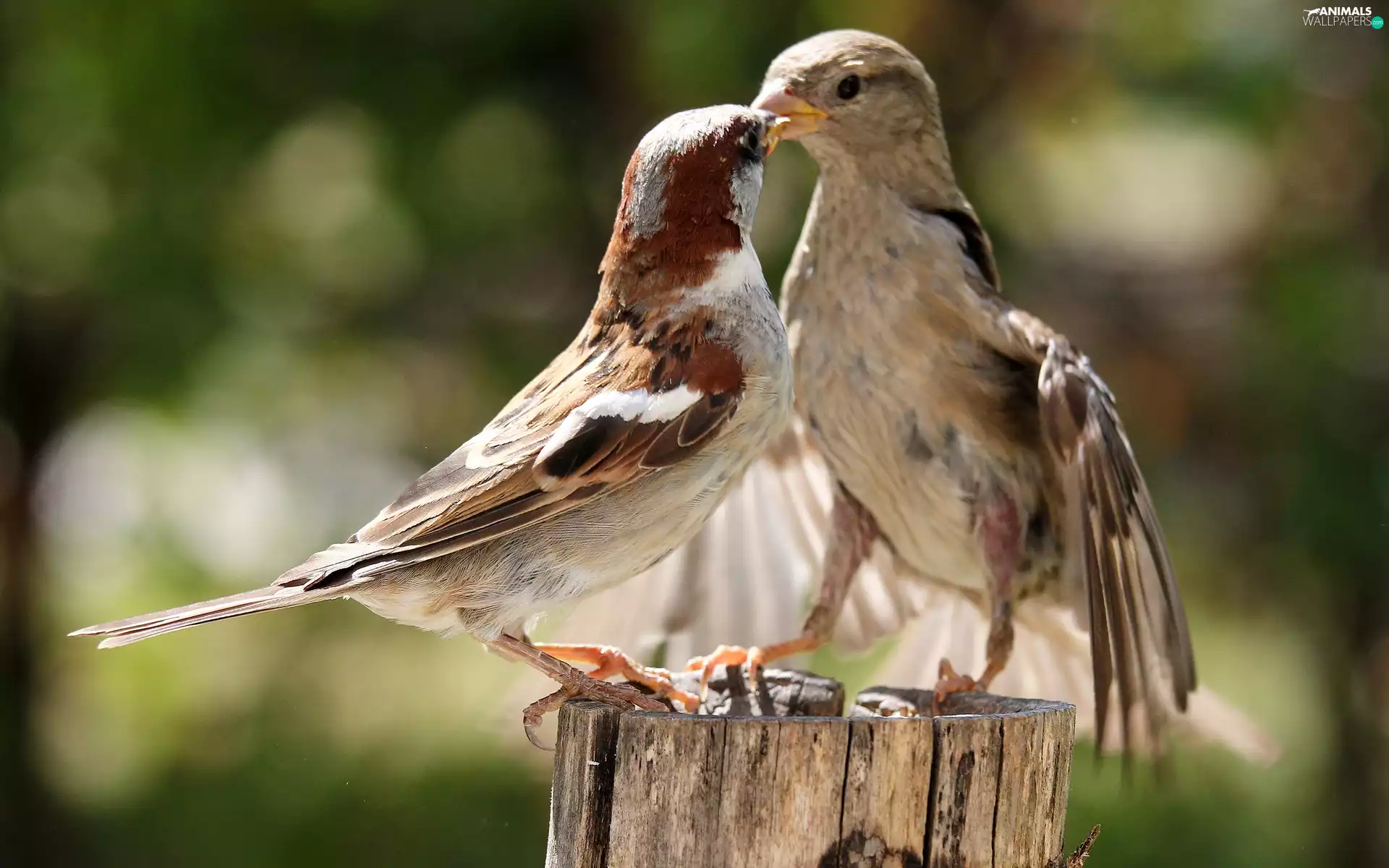 Birds on the log, stump