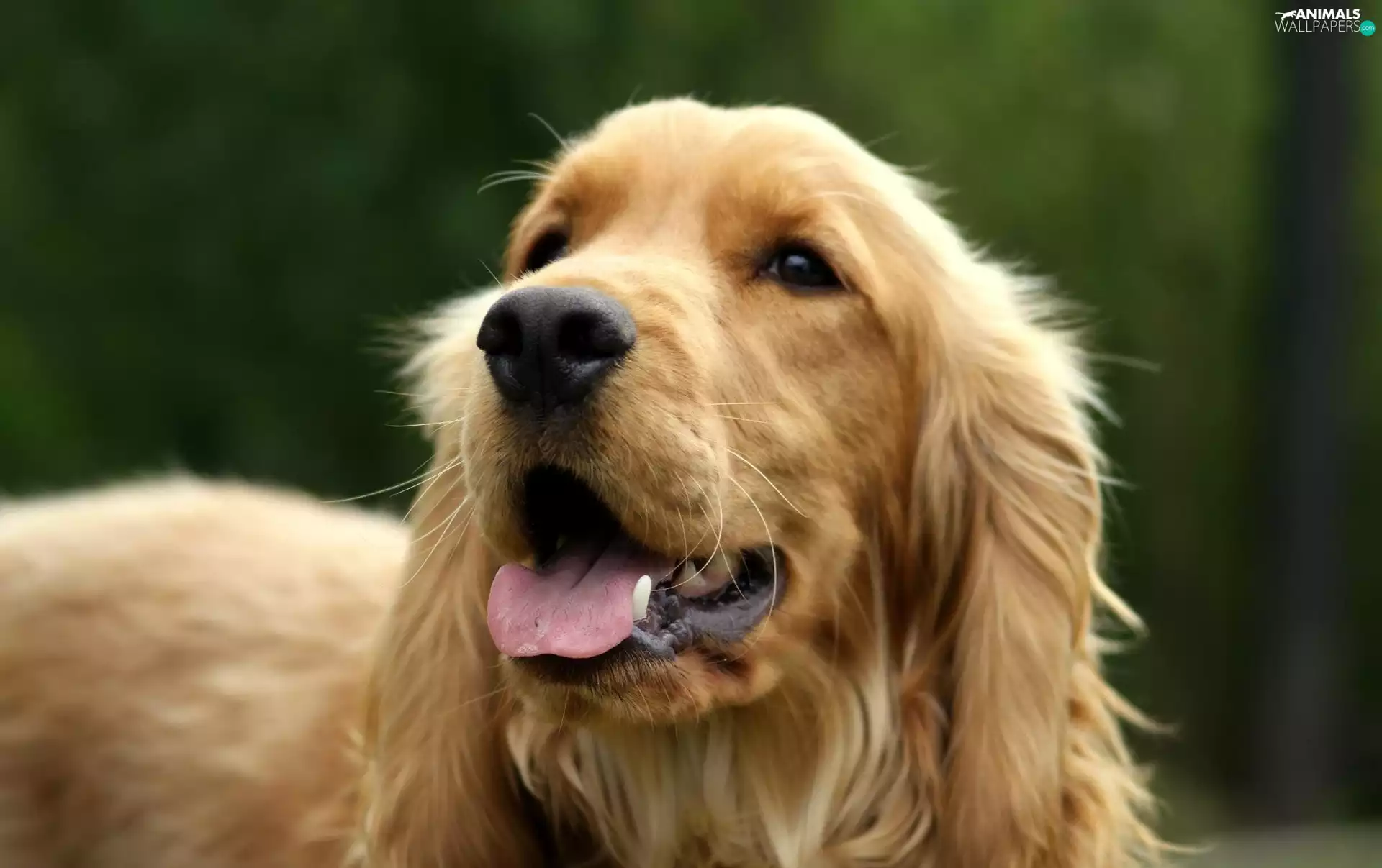 background, dog, green ones