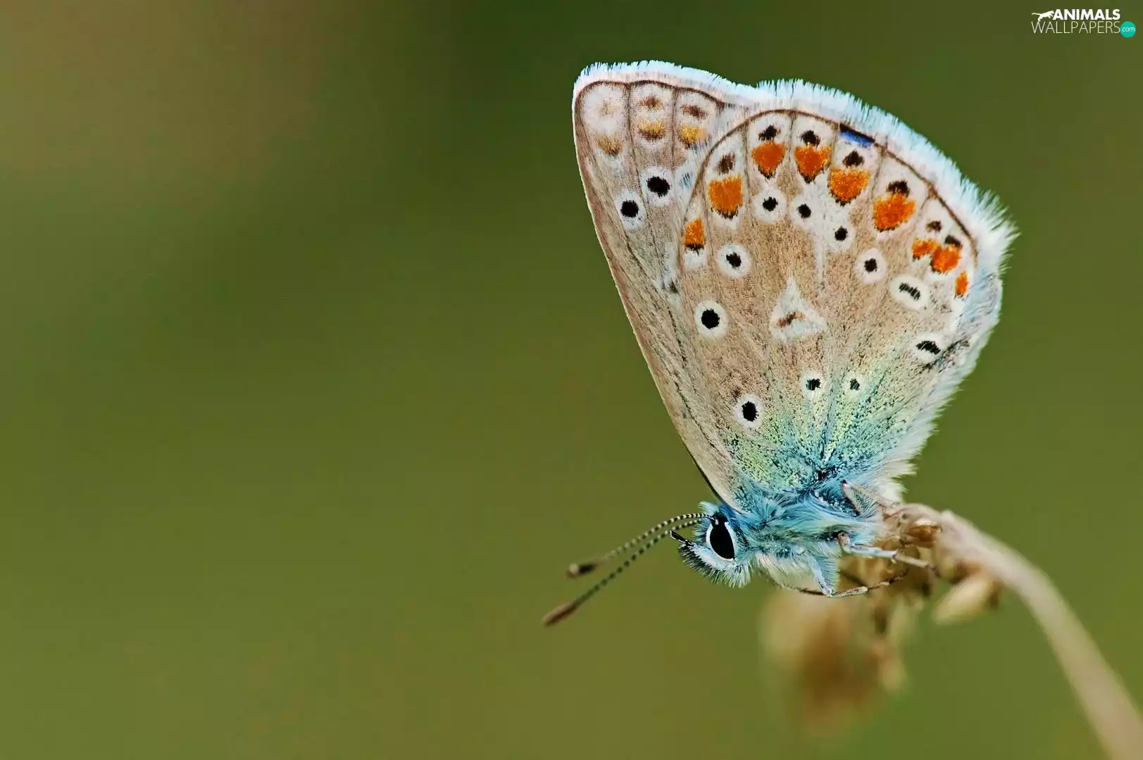 background, Dusky, green ones