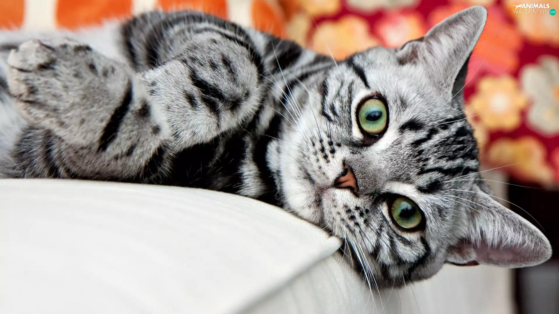 Eyes, cat, green ones