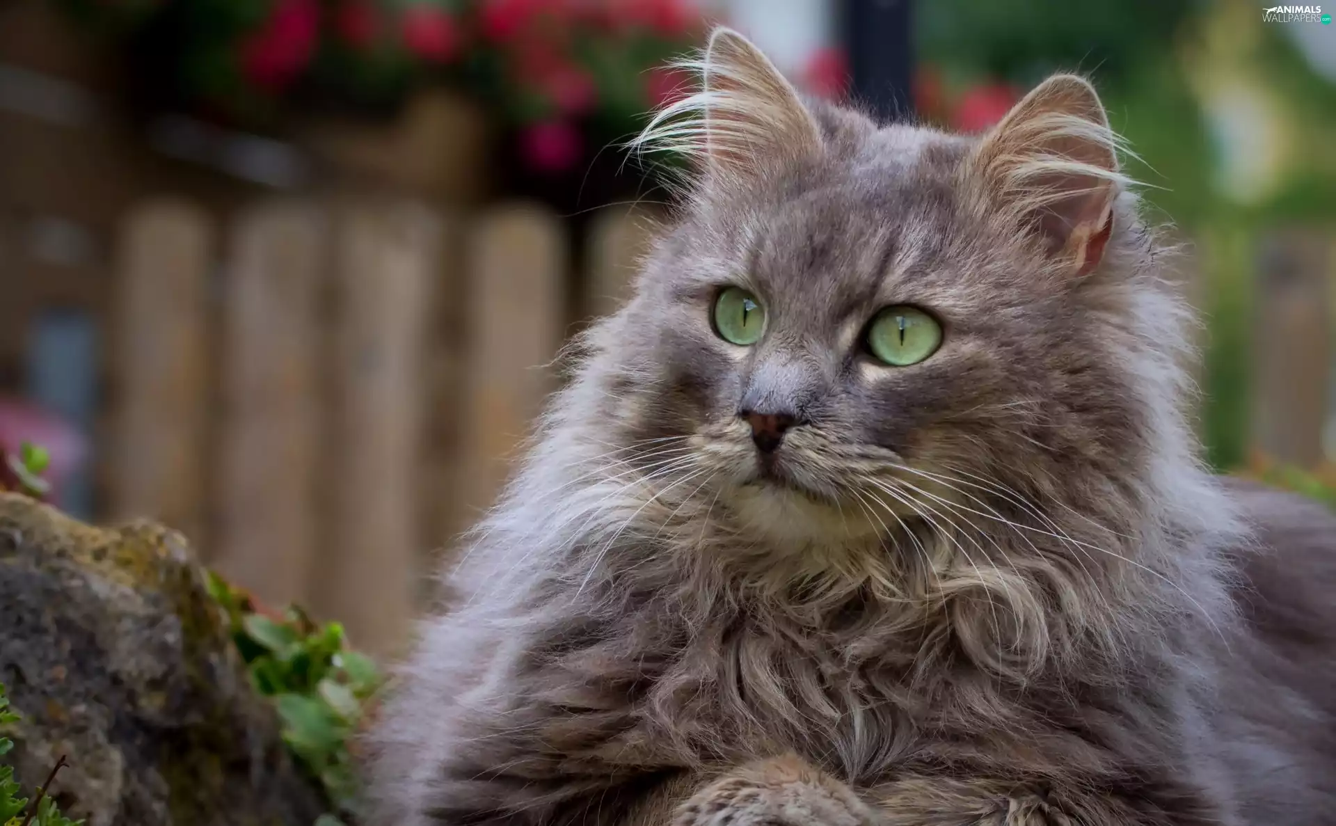 Eyes, cat, green ones