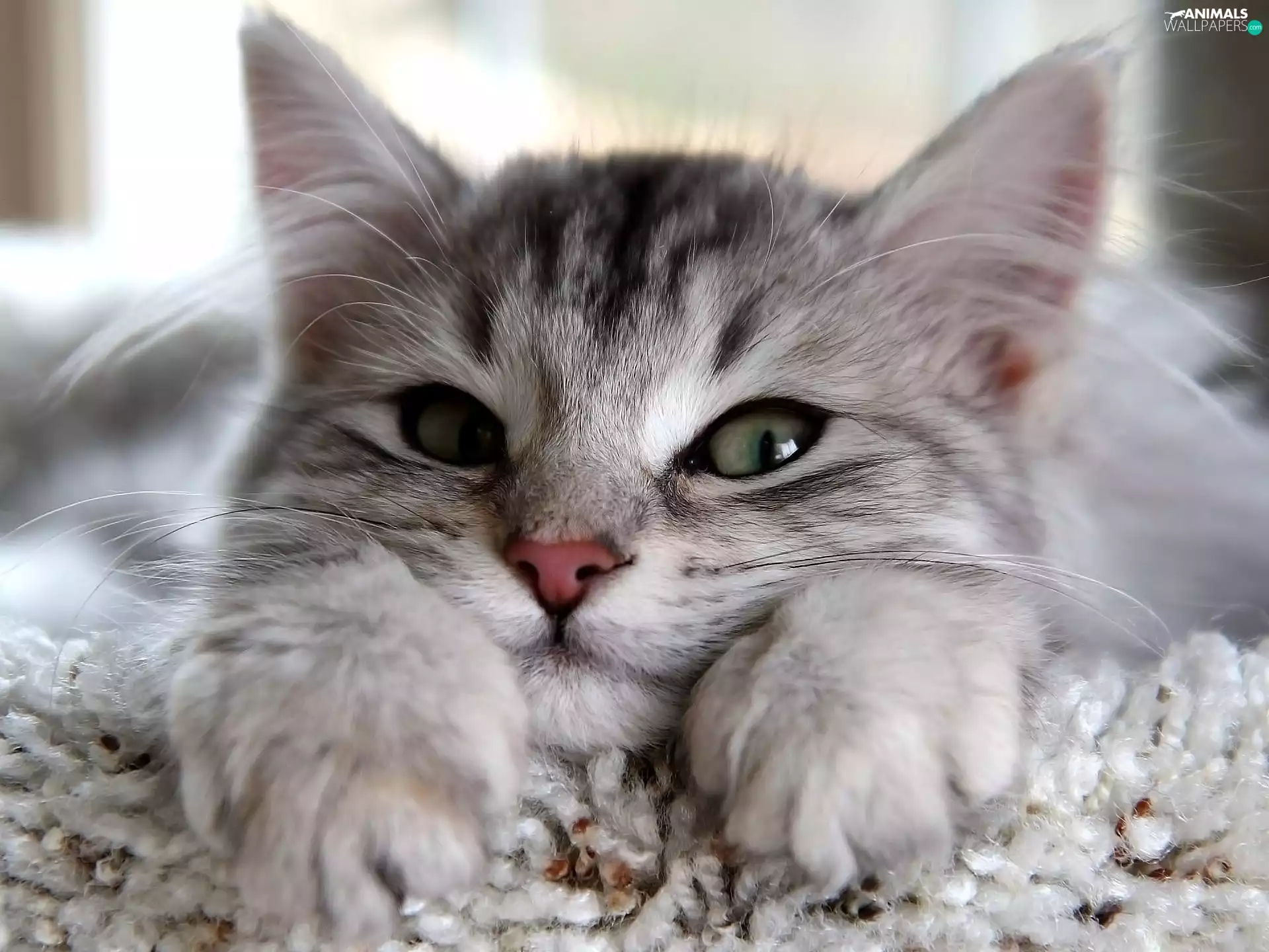 Eyes, cat, green ones