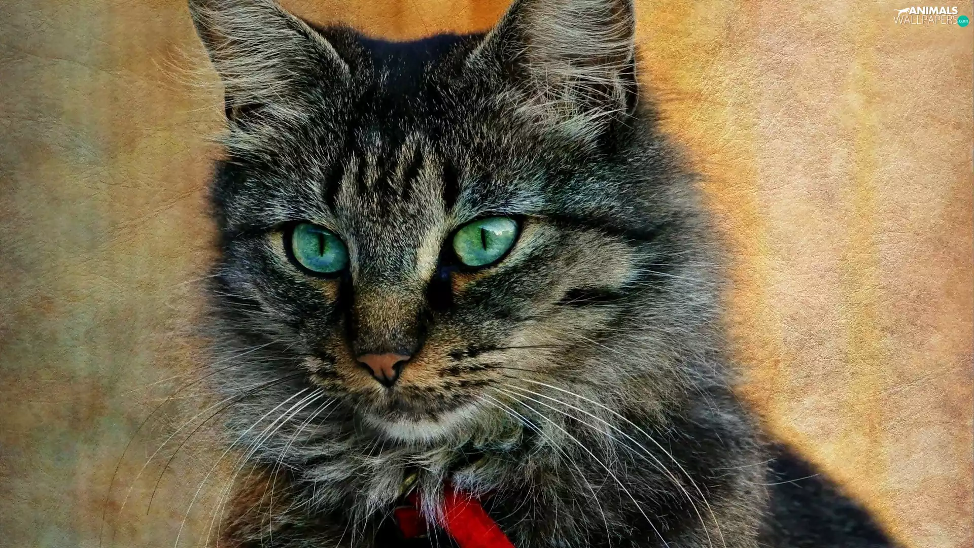 Eyes, cat, green ones