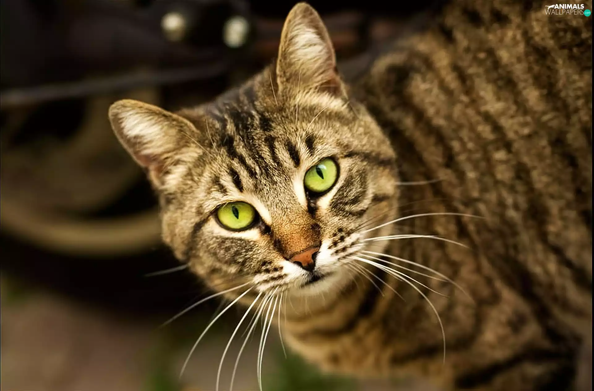 Eyes, cat, green ones