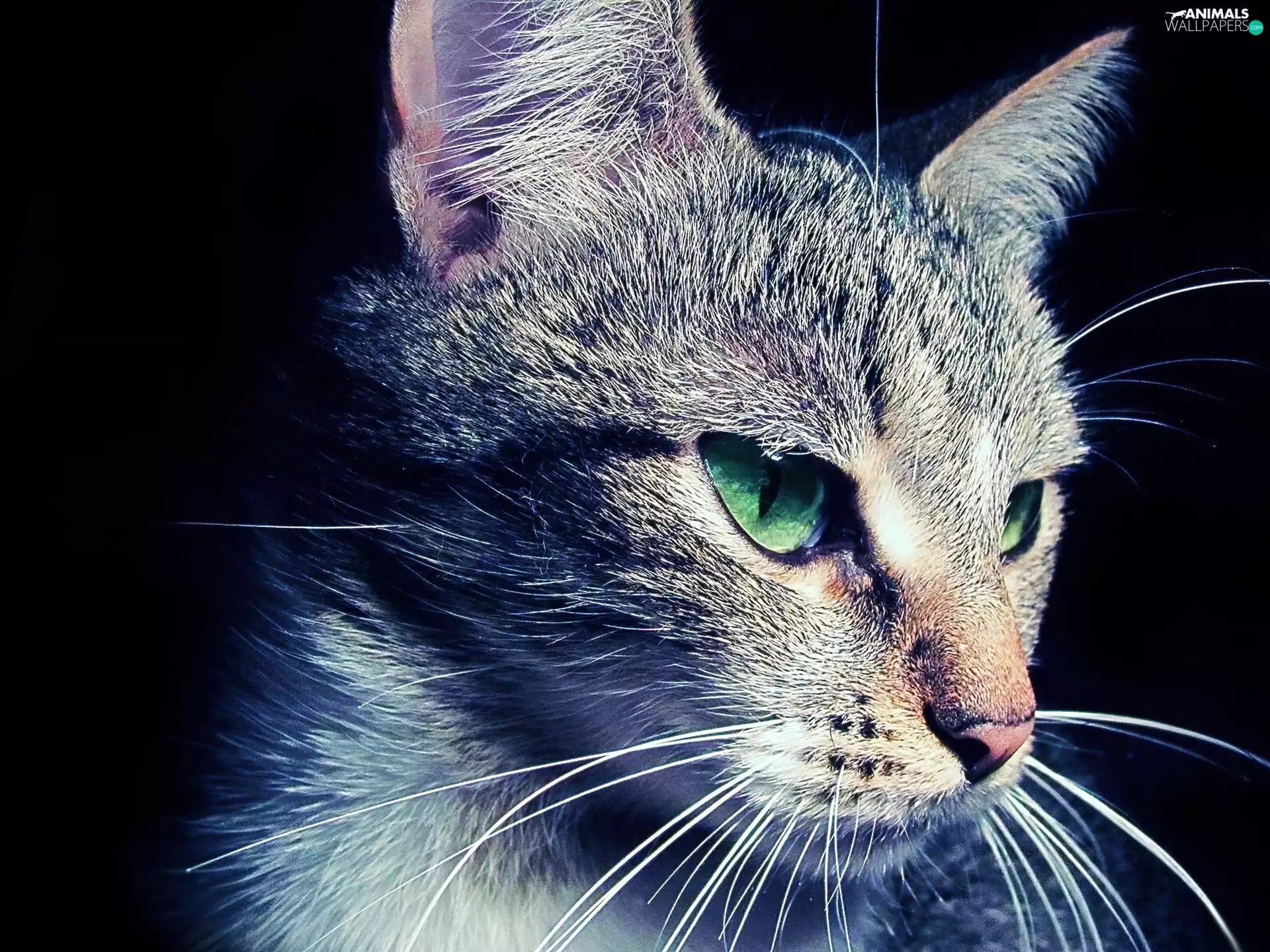 Eyes, cat, green ones