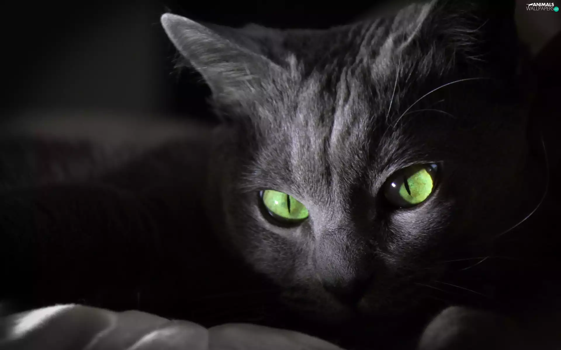 Eyes, cat, green ones