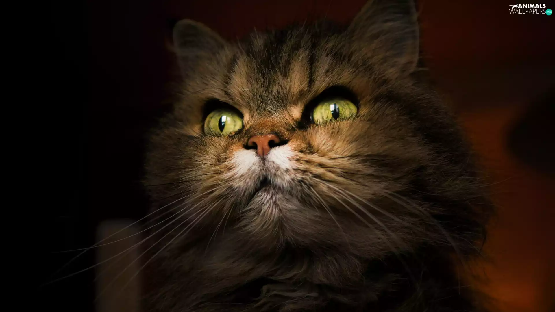 Eyes, cat, green ones