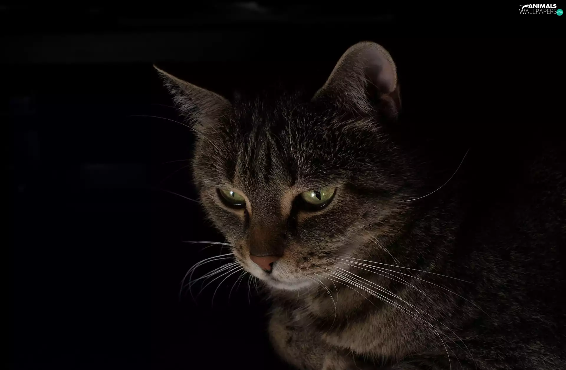 Eyes, cat, green ones