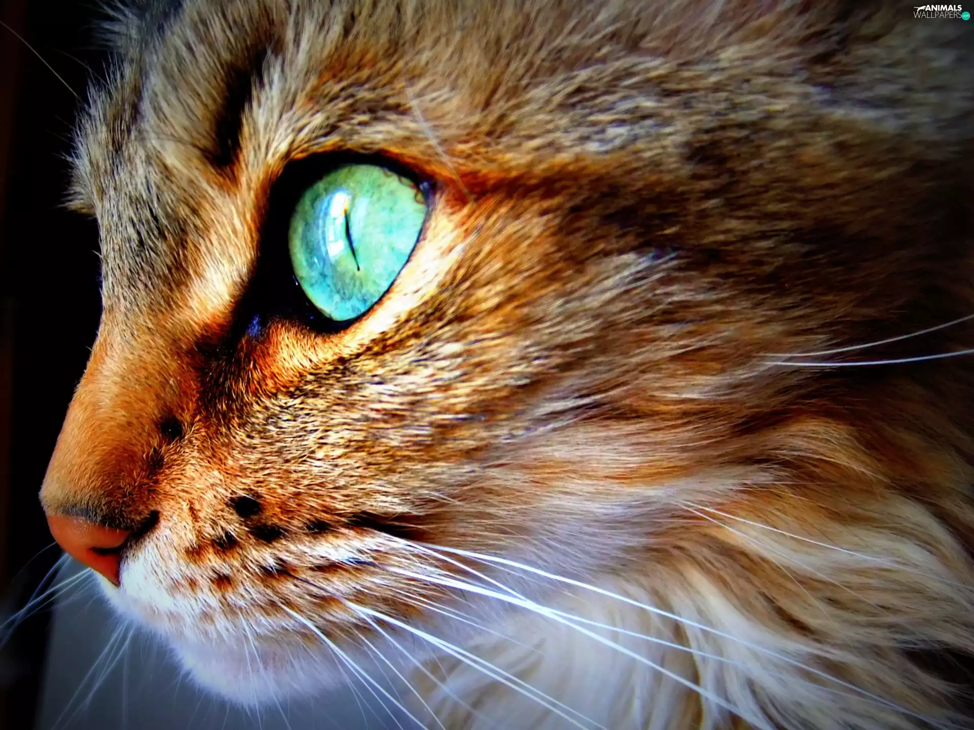 Eyes, cat, green ones