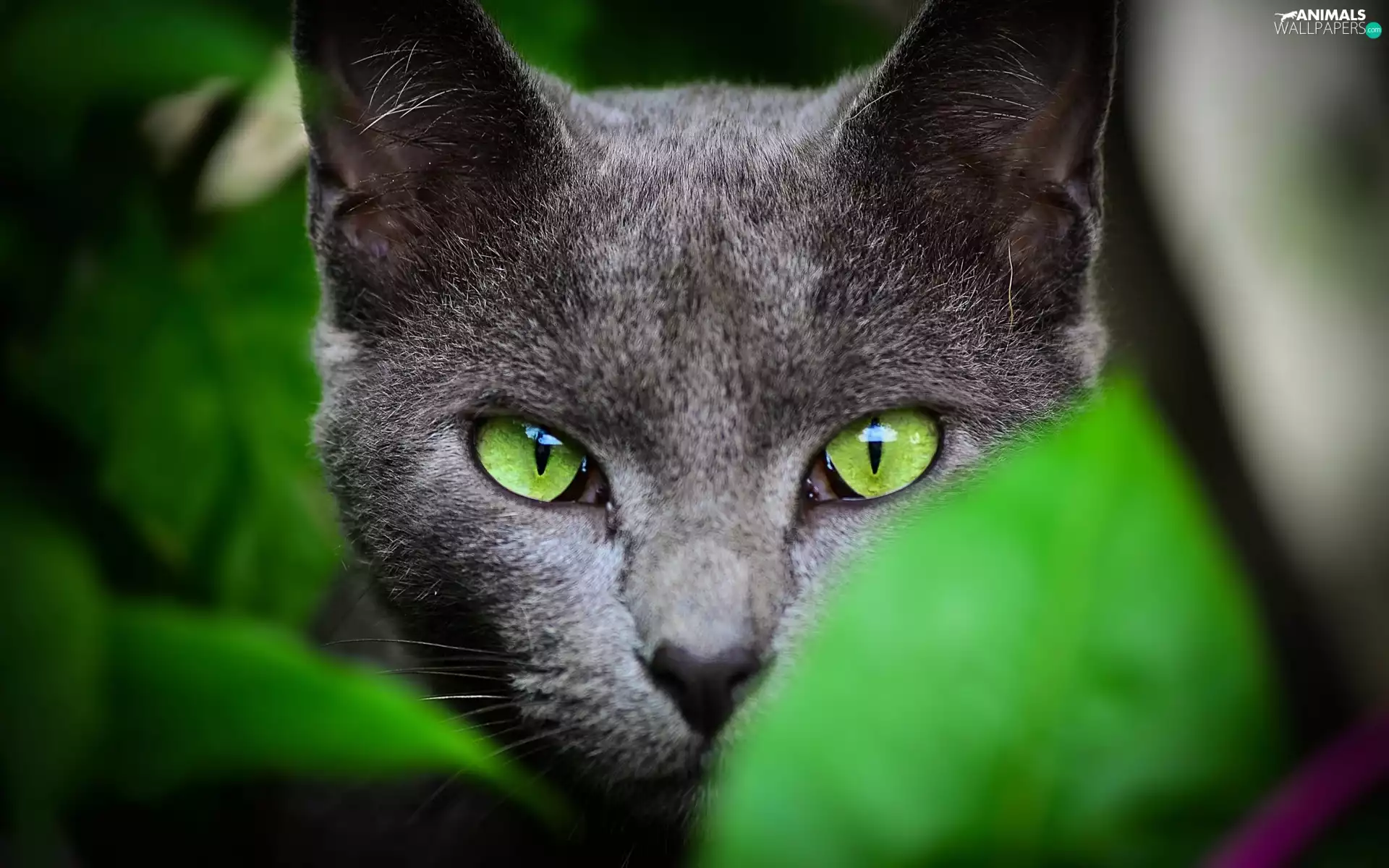 Eyes, cat, green ones