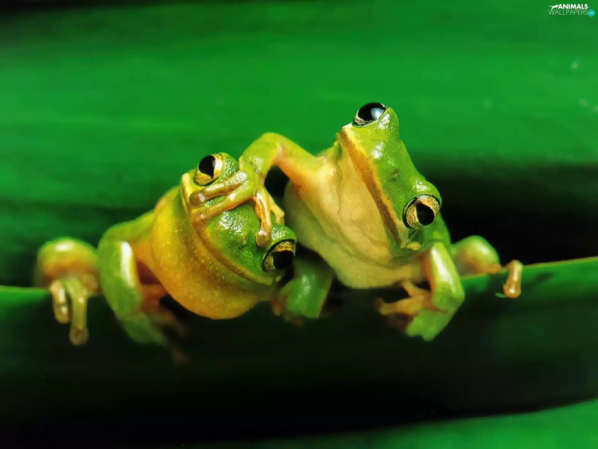 frogs, Two, green ones
