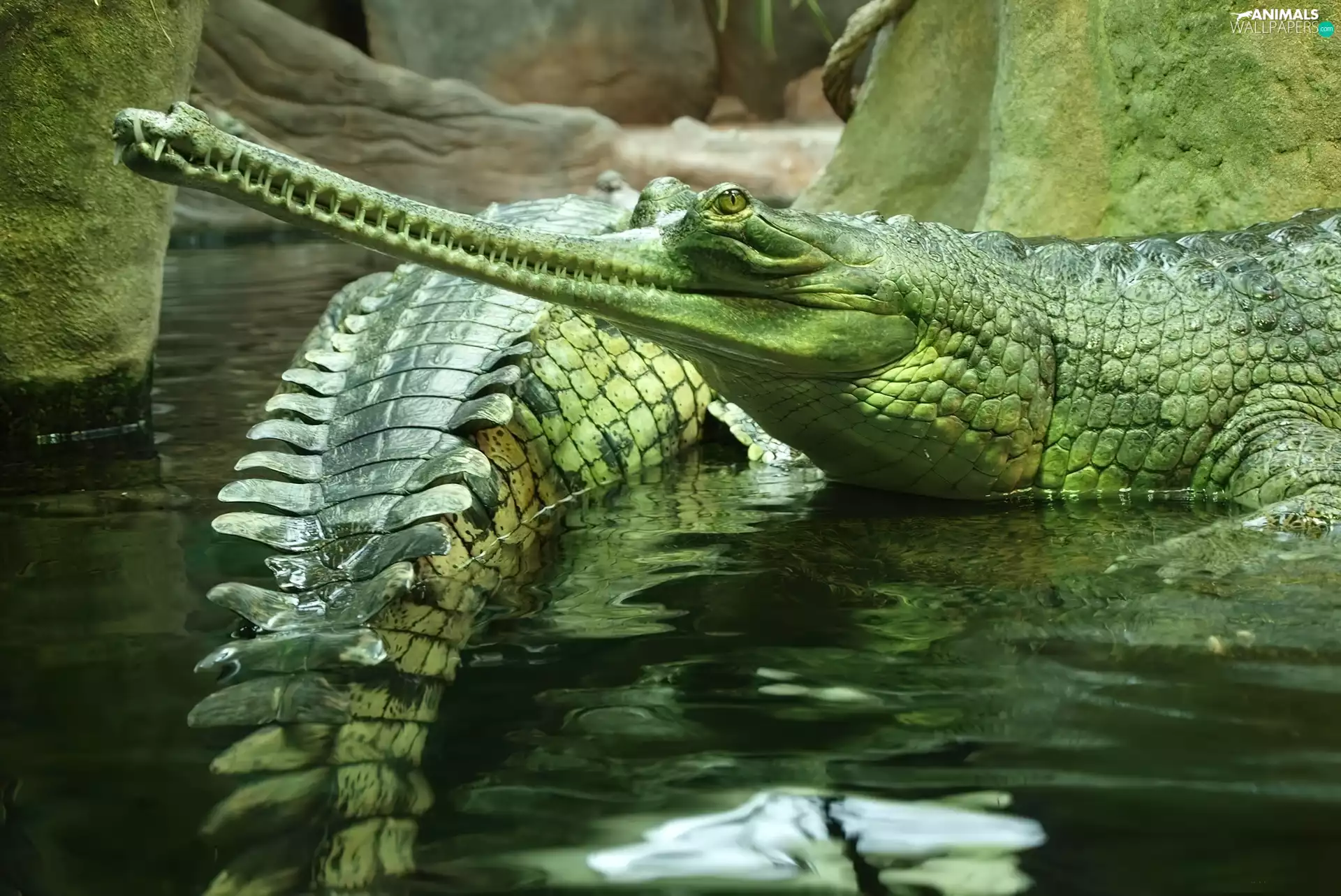 gharial, water, green ones