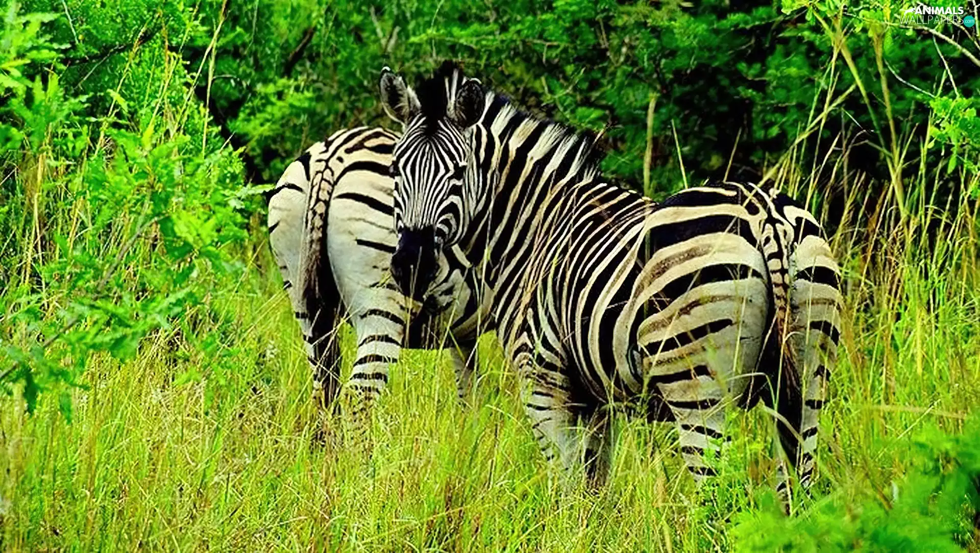 grass, zebra, green ones