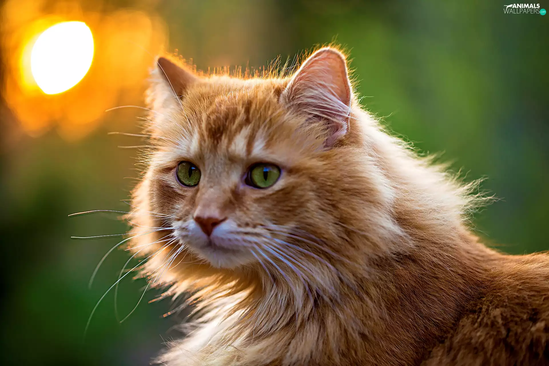 Norwegian, ginger, green ones, Eyes, forest, cat