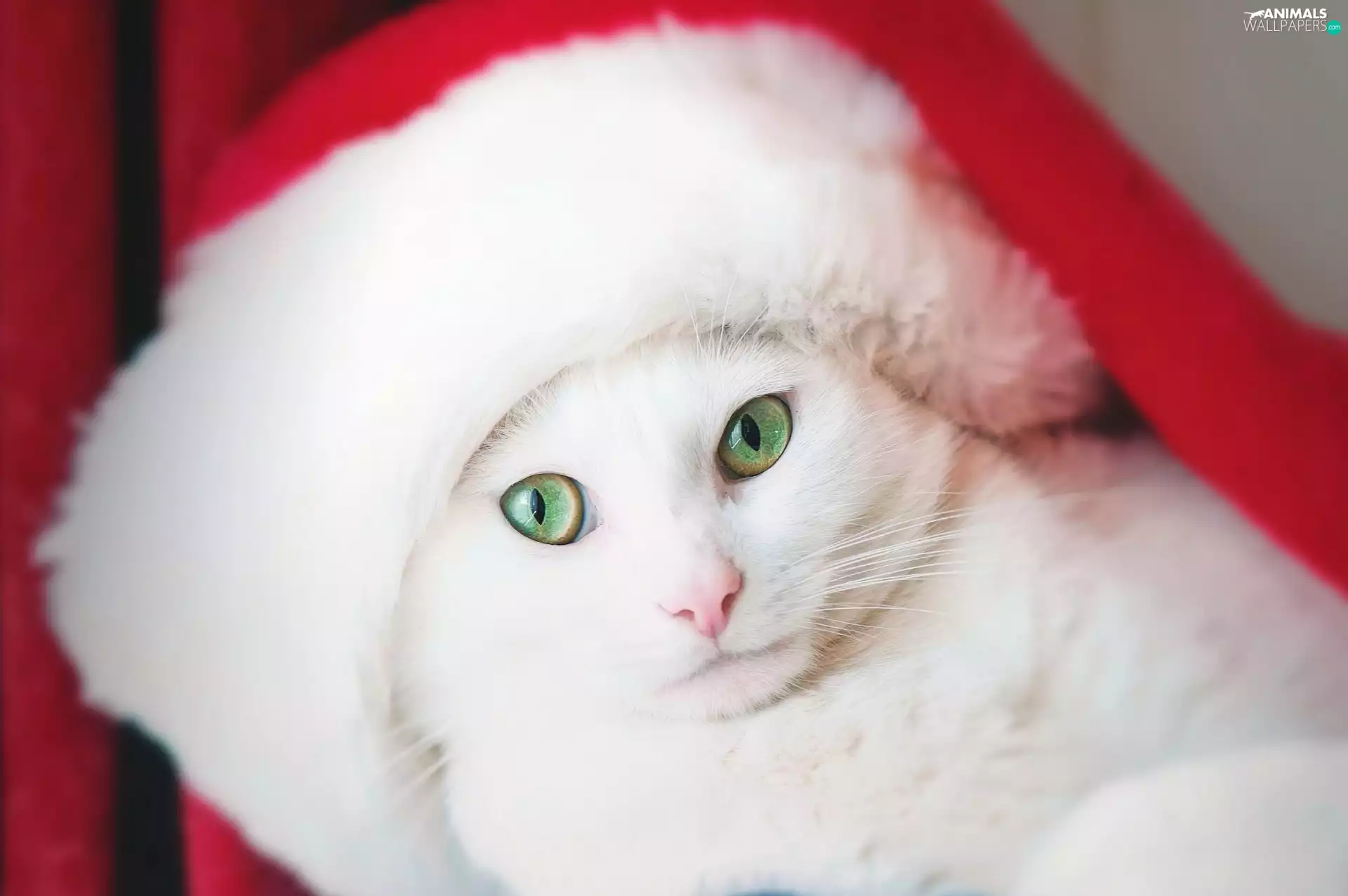 Hat, White, green ones, Eyes, Nicholas, cat