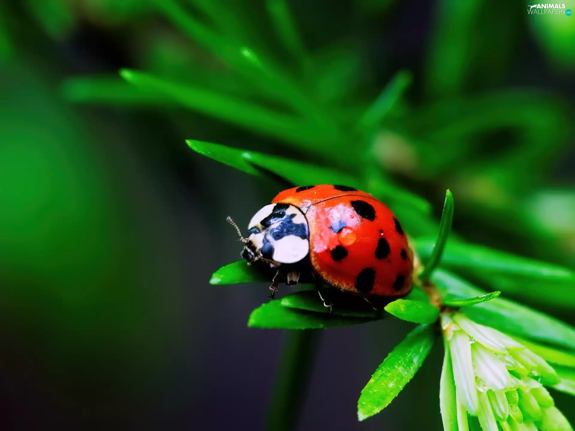 Leaf, ladybird, green ones