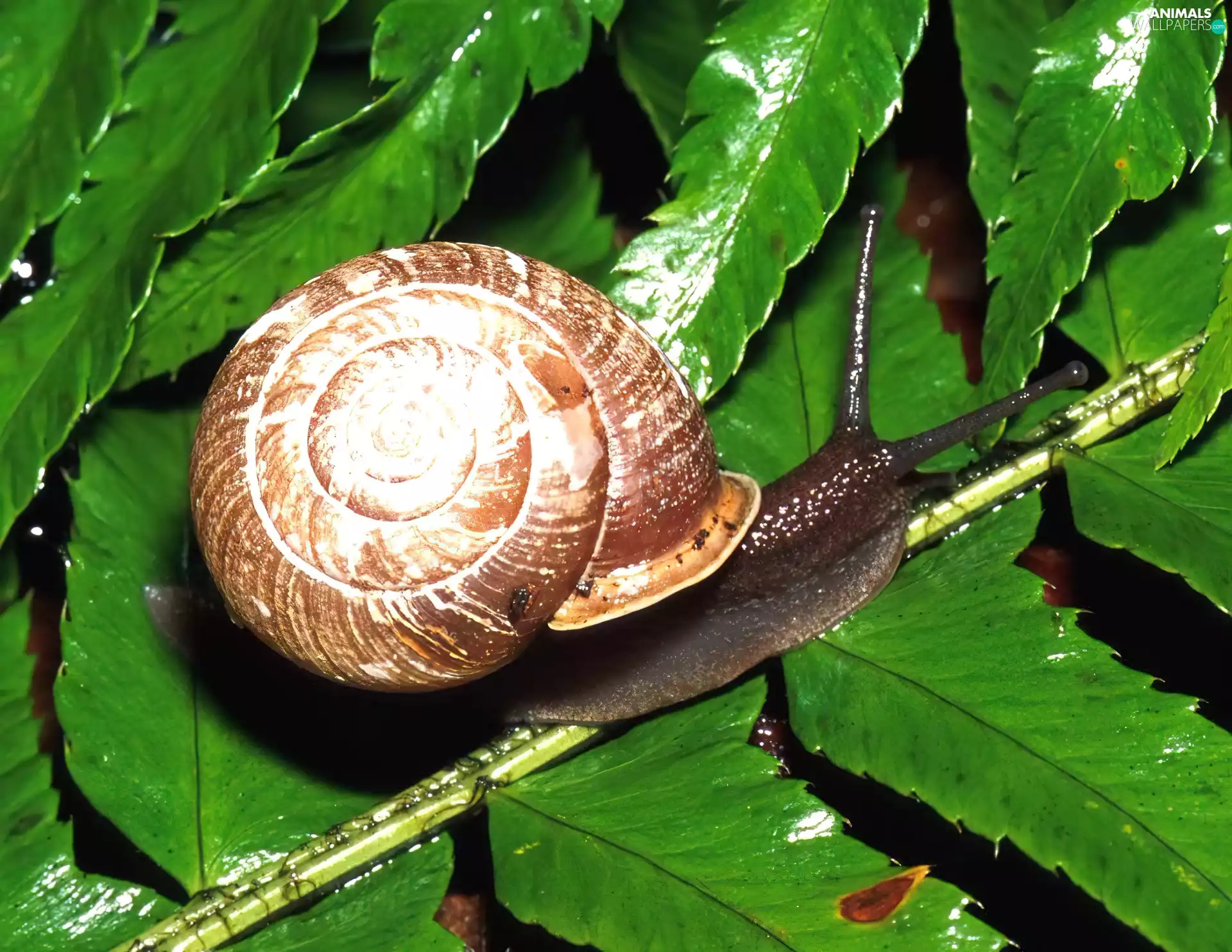 Leaf, snail, green ones