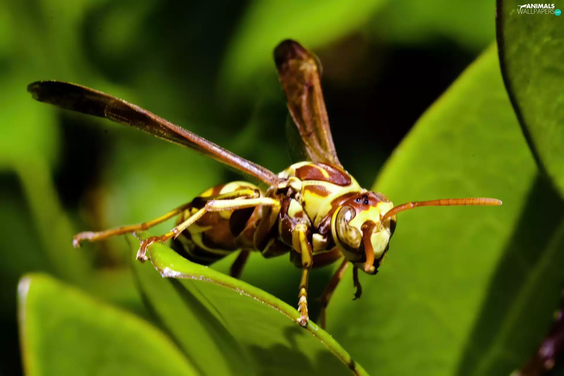 Leaf, wasp, green ones