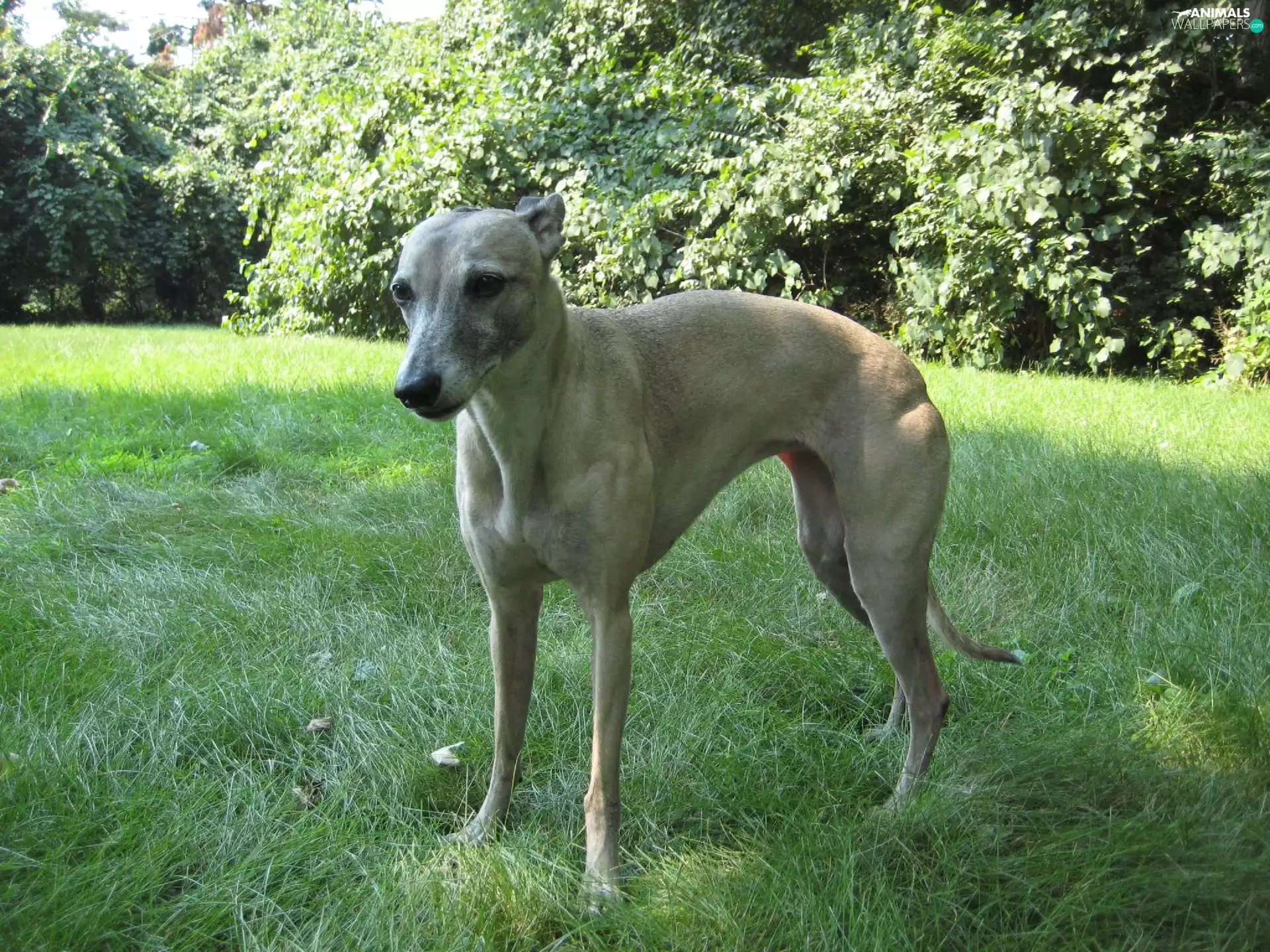 Leaf, Whippet, green ones