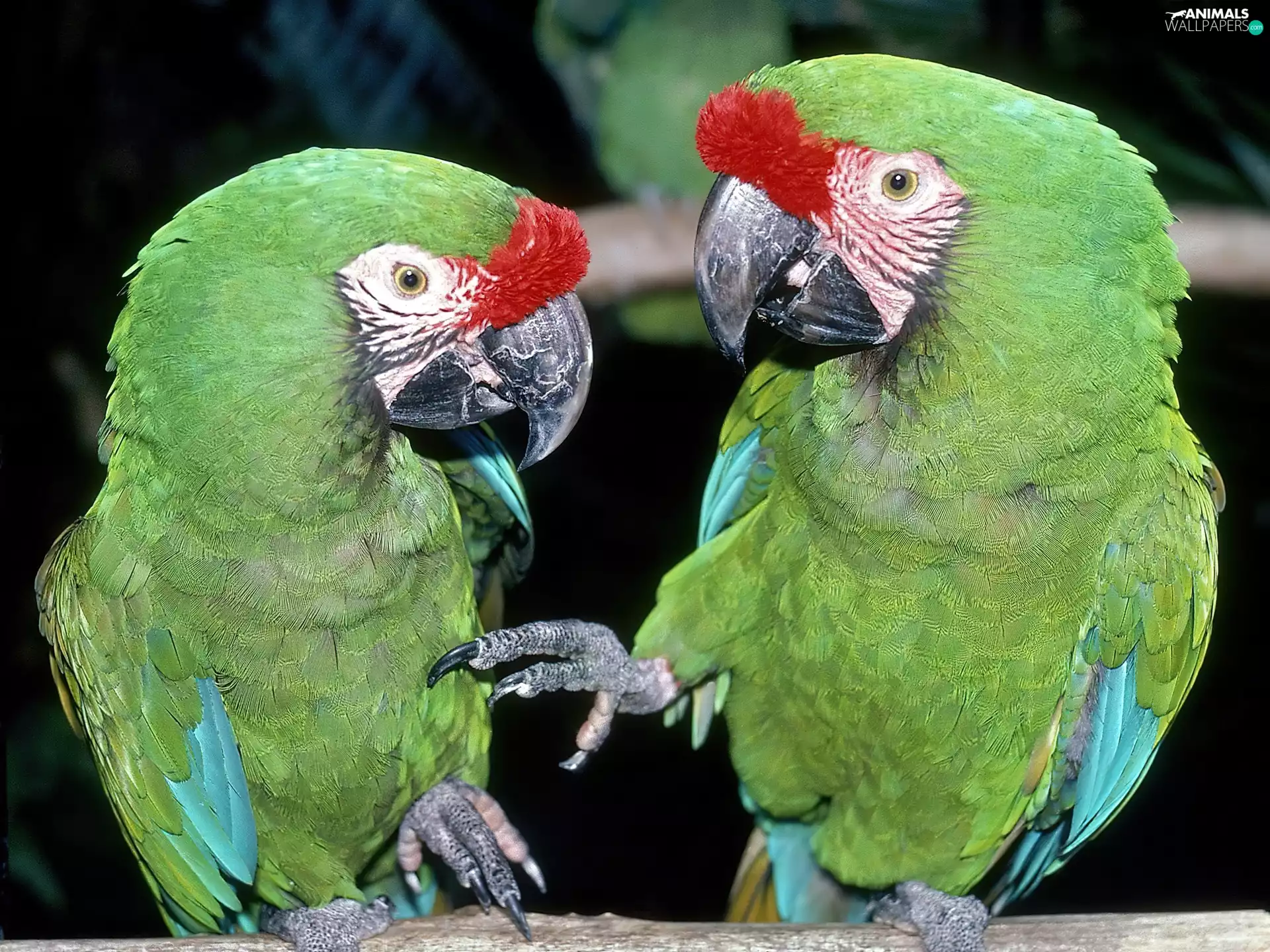 Parrots, Two, green ones