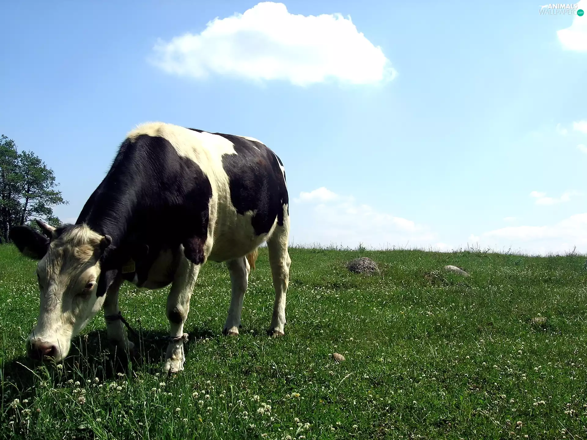 pasture, Cow, green ones
