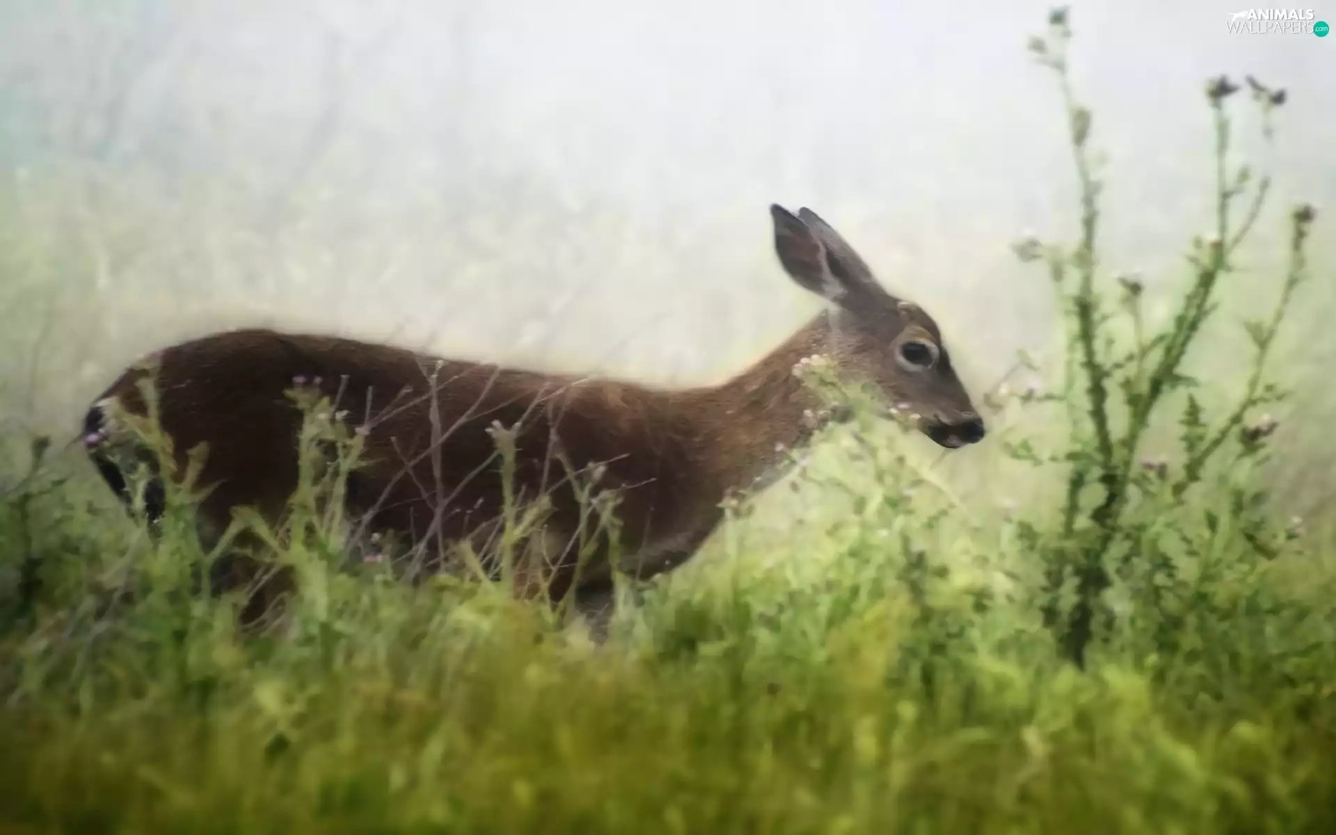 plants, deer, green ones