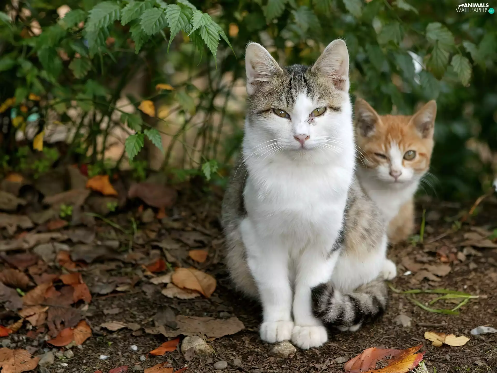 Two cars, green ones, Bush, puss